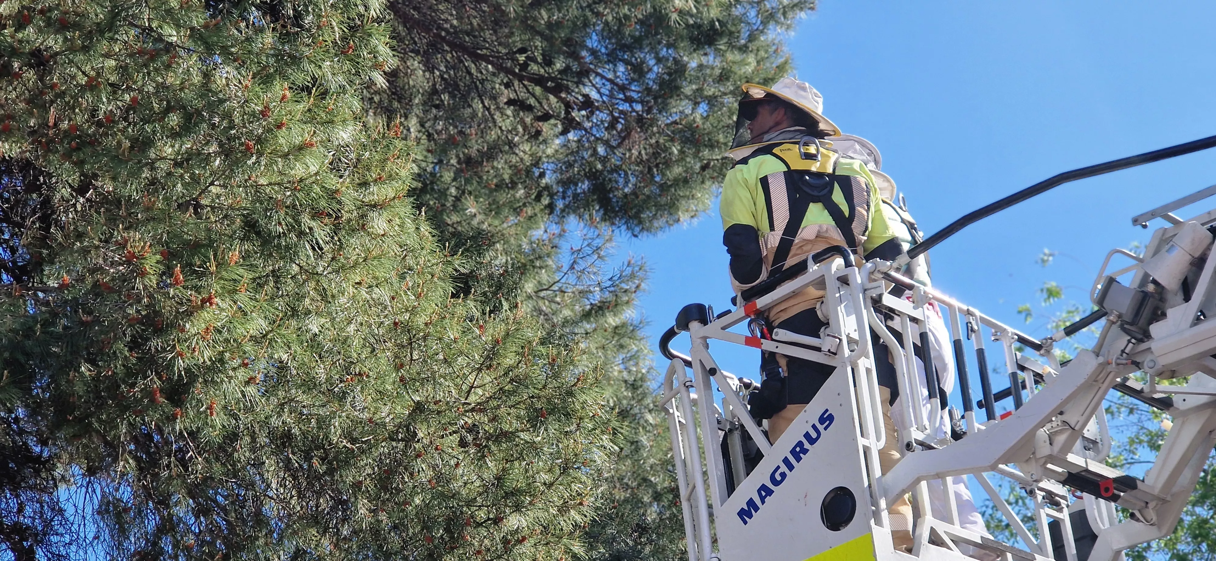 Los Bomberos de Huesca actuando con un panal en el Perpetuo Socorro. Foto Myriam Martínez