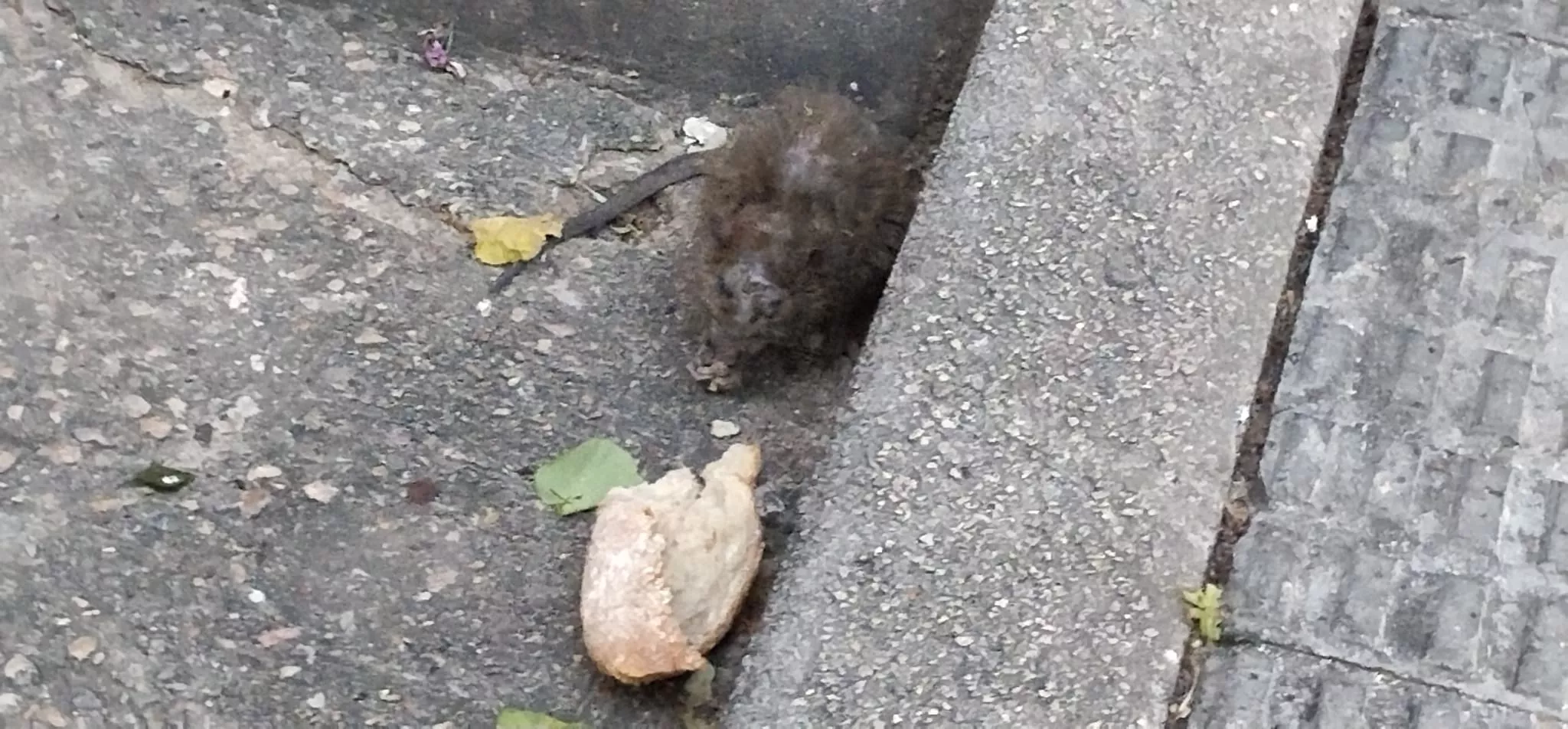 Rata en la calle Cabestany de Huesca