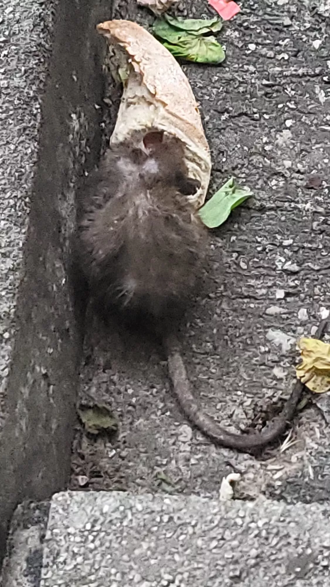 Rata que ha deambulado por la calle Cabestany de Huesca