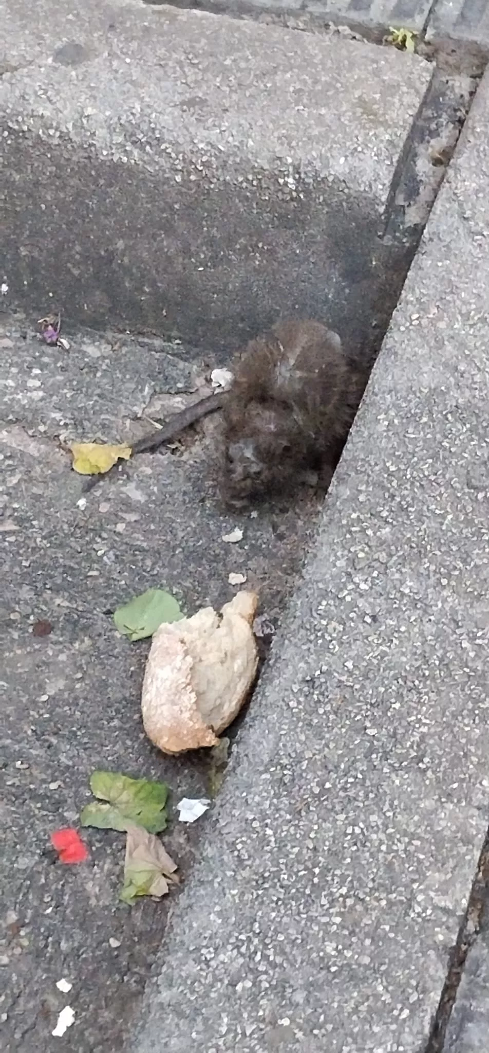 Rata que ha deambulado por la calle Cabestany de Huesca