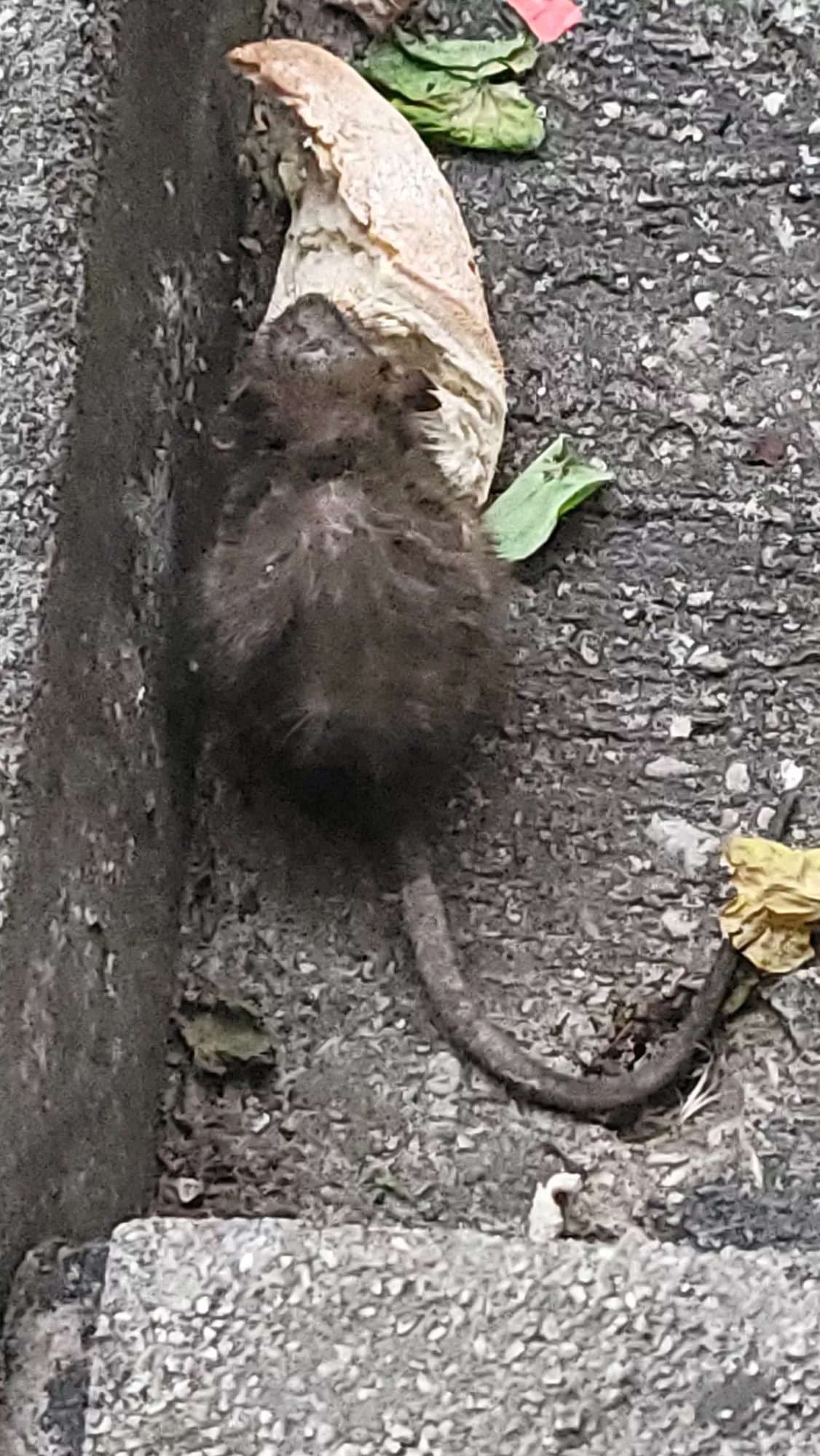 Rata que ha deambulado por la calle Cabestany de Huesca