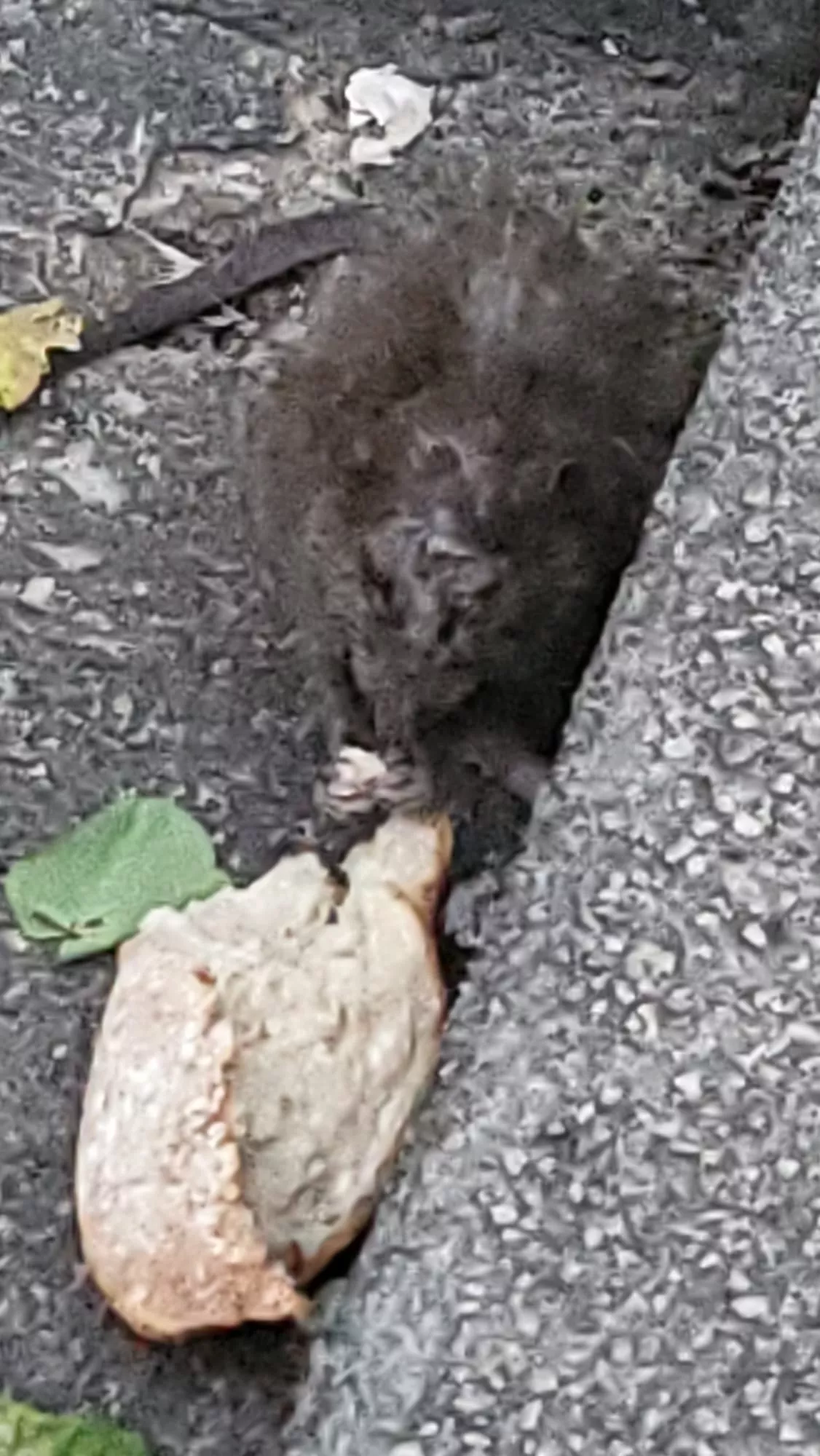 Rata que ha deambulado por la calle Cabestany de Huesca