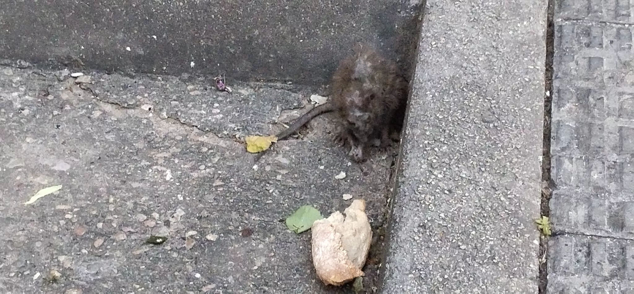 Rata que ha deambulado por la calle Cabestany de Huesca