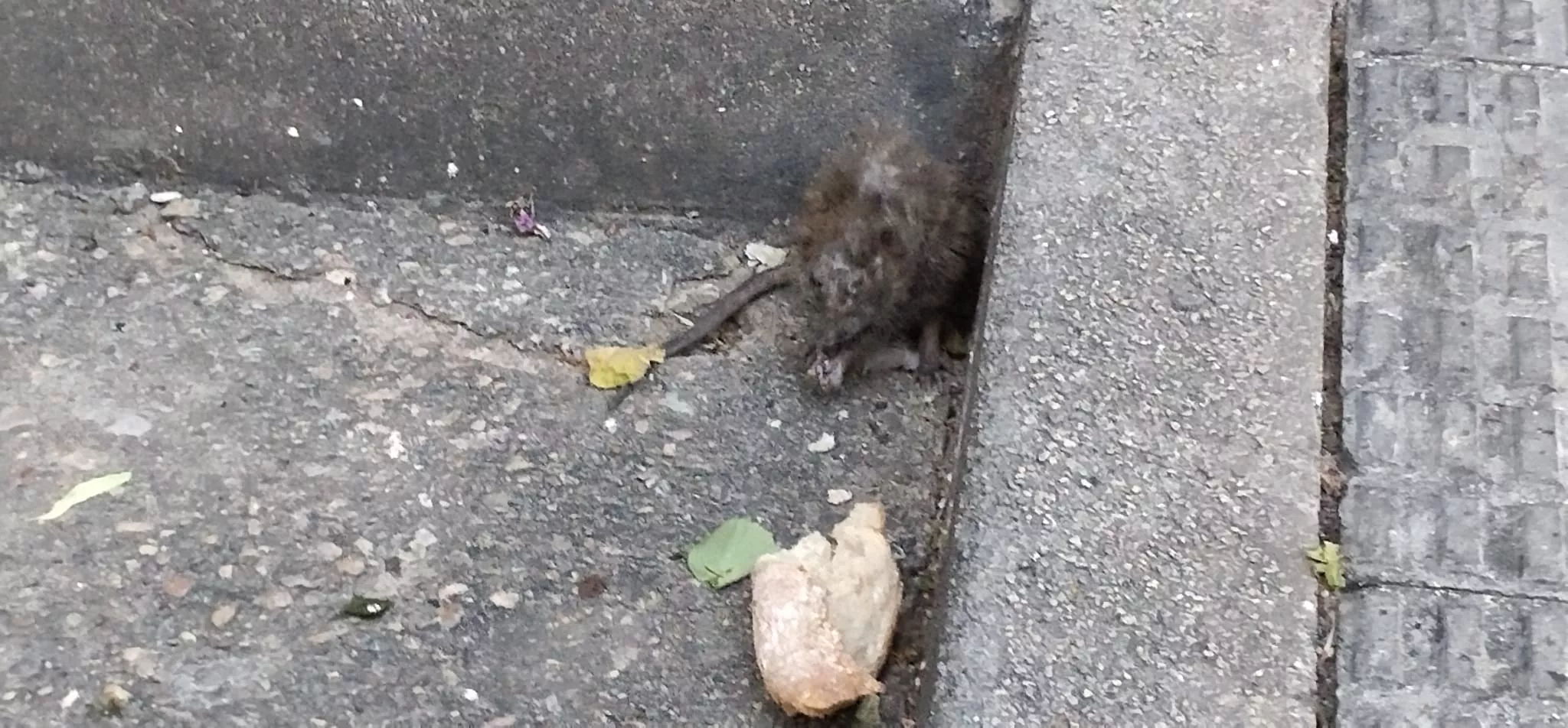 Rata que ha deambulado por la calle Cabestany de Huesca