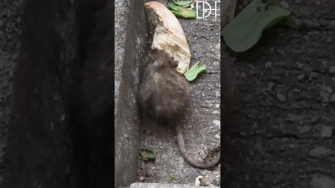 Una rata con aspecto enfermizo deambula por la calle Cabestany de Huesca durante horas