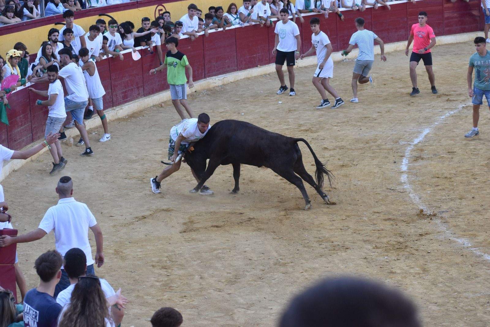 Vaquillas del 12 de agosto. Foto Carlos Jalle 