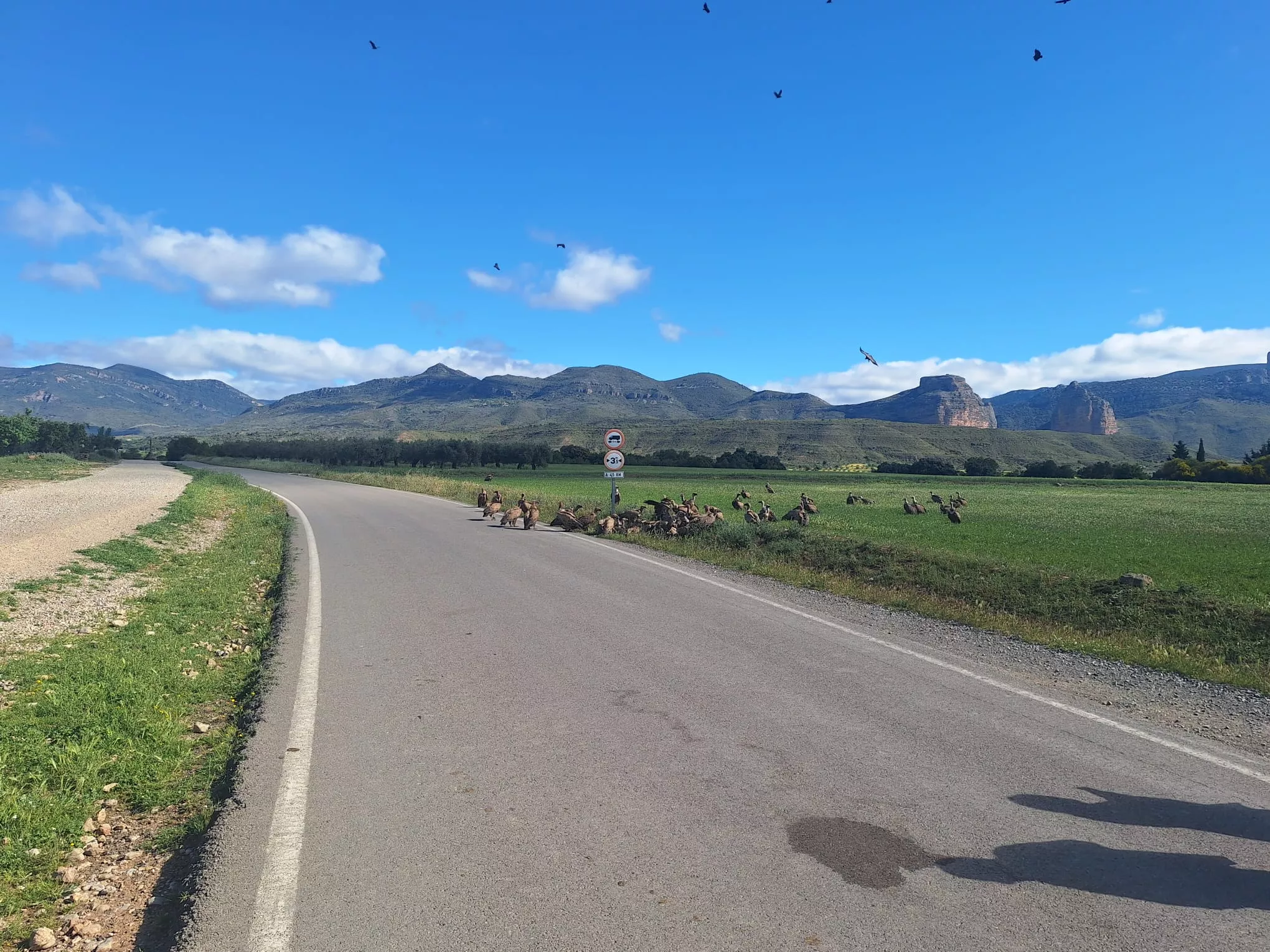 Imagen del acto nutricio de los buitres volcados sobre el jabalí