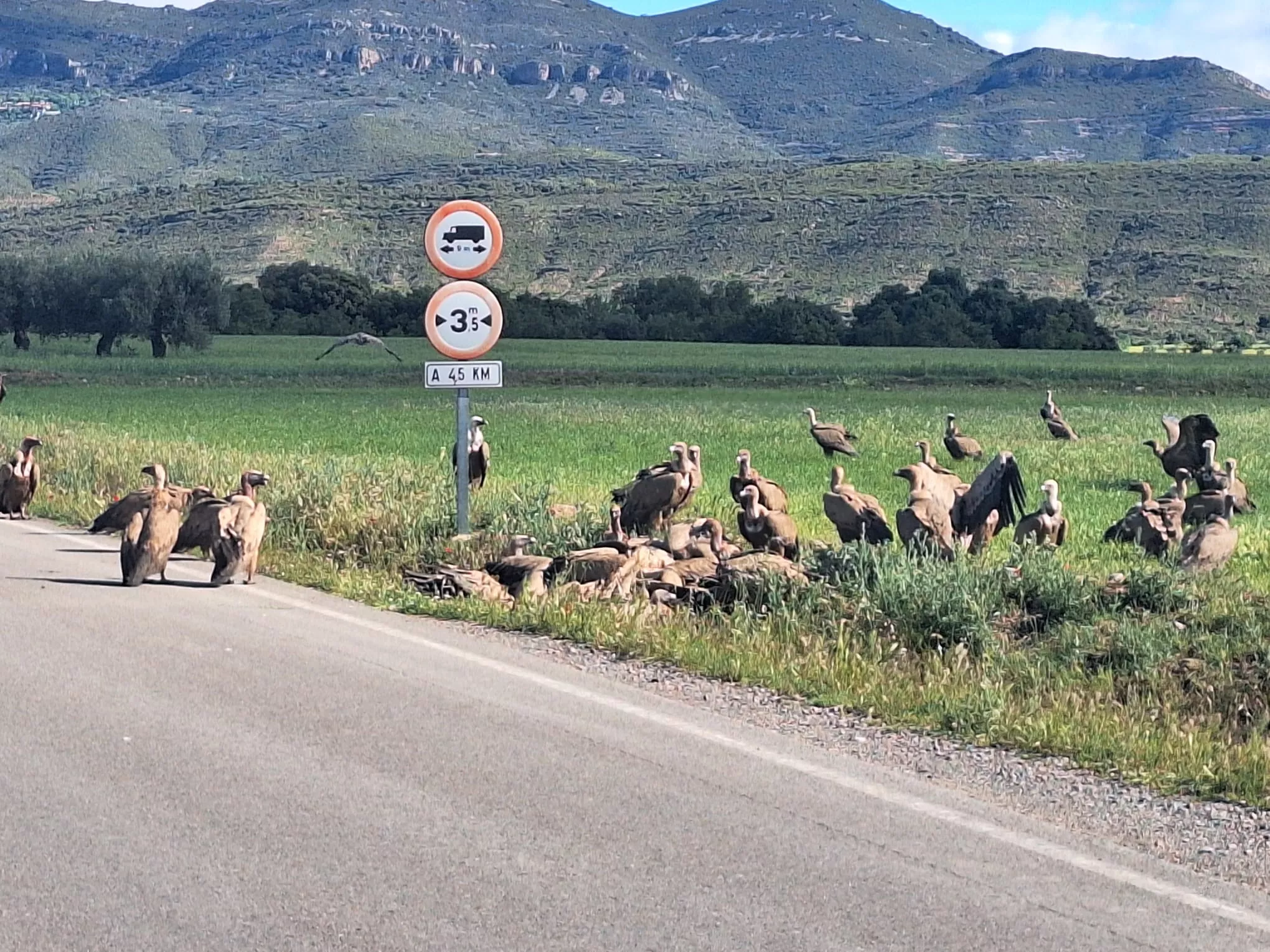 Los buitres sobre el jabalí en Apiés