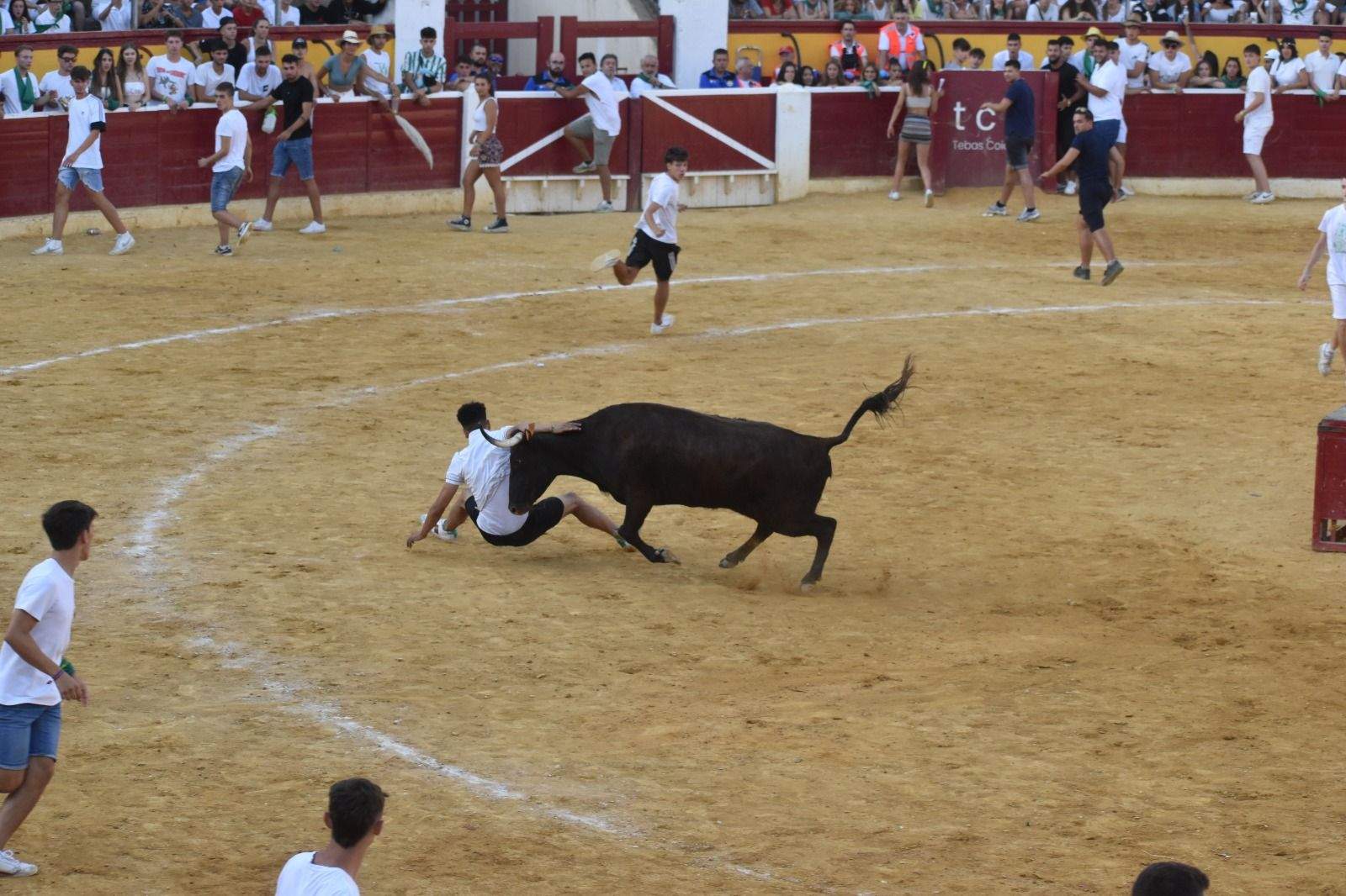 Vaquillas del 12 de agosto. Foto Carlos Jalle 