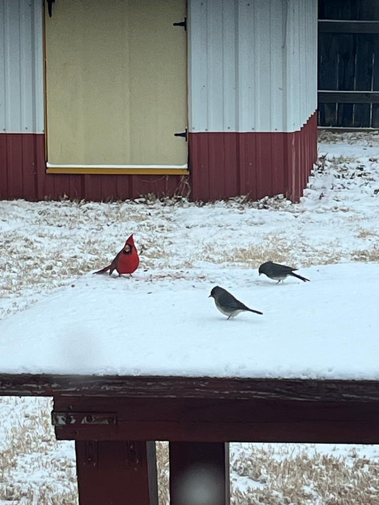 La familia de Jota y Mary da de comer a los pájaros cuando llegan estos días, si no morirían de hambre