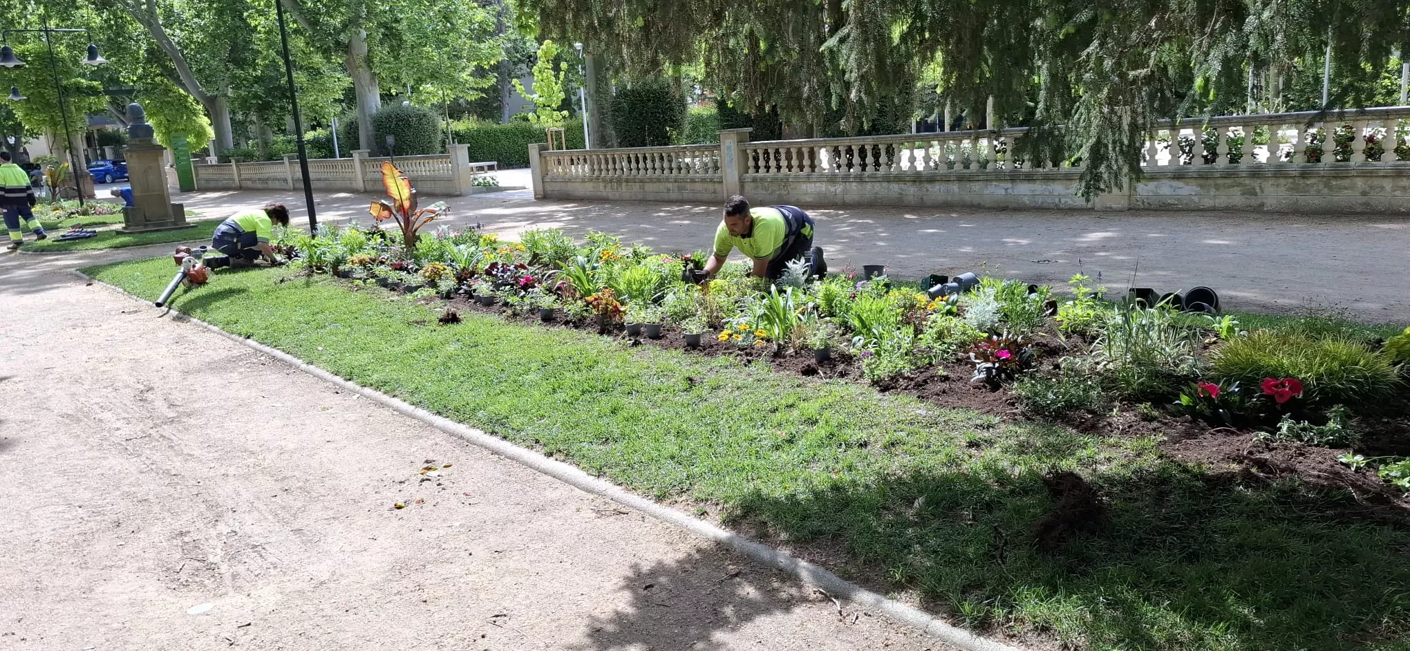 Huesca renueva sus parterres con 6.100 flores y plantas de 80 especies .