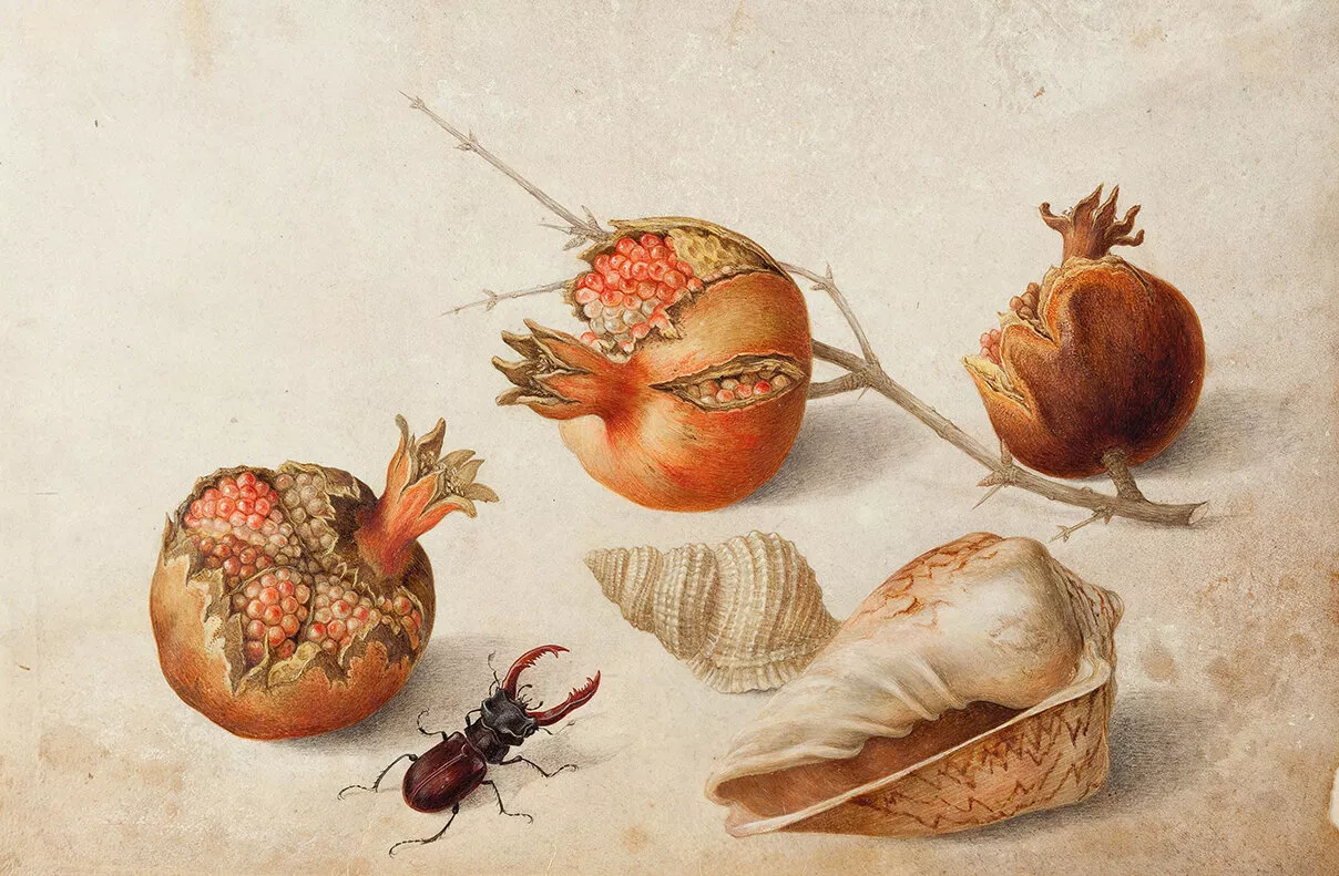 Ilustración de la pintora barroca Giovanna Garzoni. Ilustración de la pintora barroca Giovanna Garzoni.