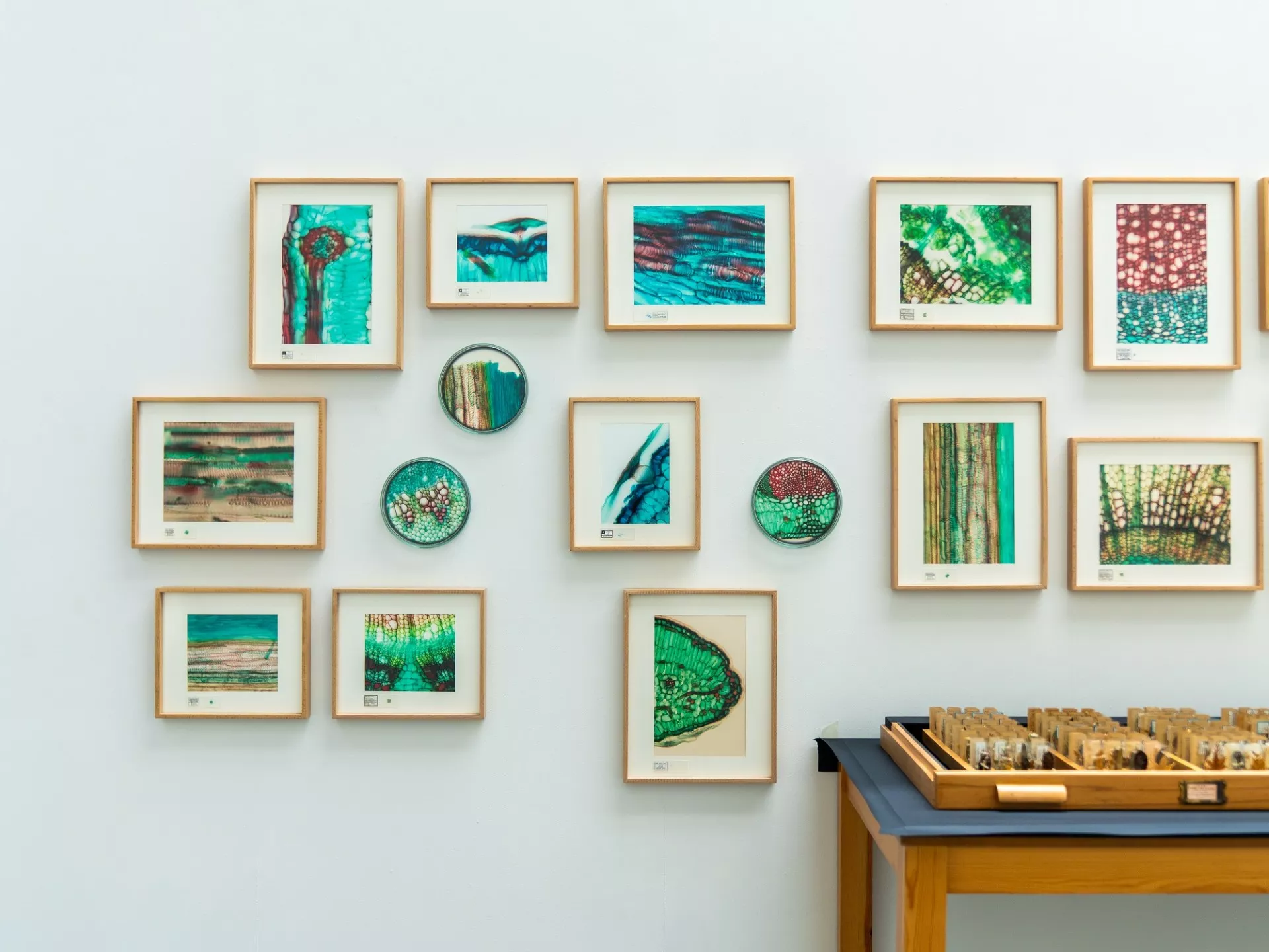 El CDAN inaugura su nueva temporada expositiva con 'Ellas ilustran botánica'.