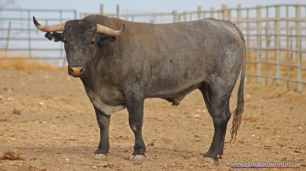 Paquetero, toro de Victorino Martín de vuelta al ruedo en 2013. Foto: Ganadería Victorino Martín
