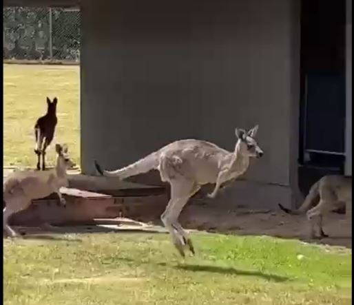 Imágenes de España en el Mundial de Cross. El circuito, muy duro. Canguros a la vista. Foto RFEA