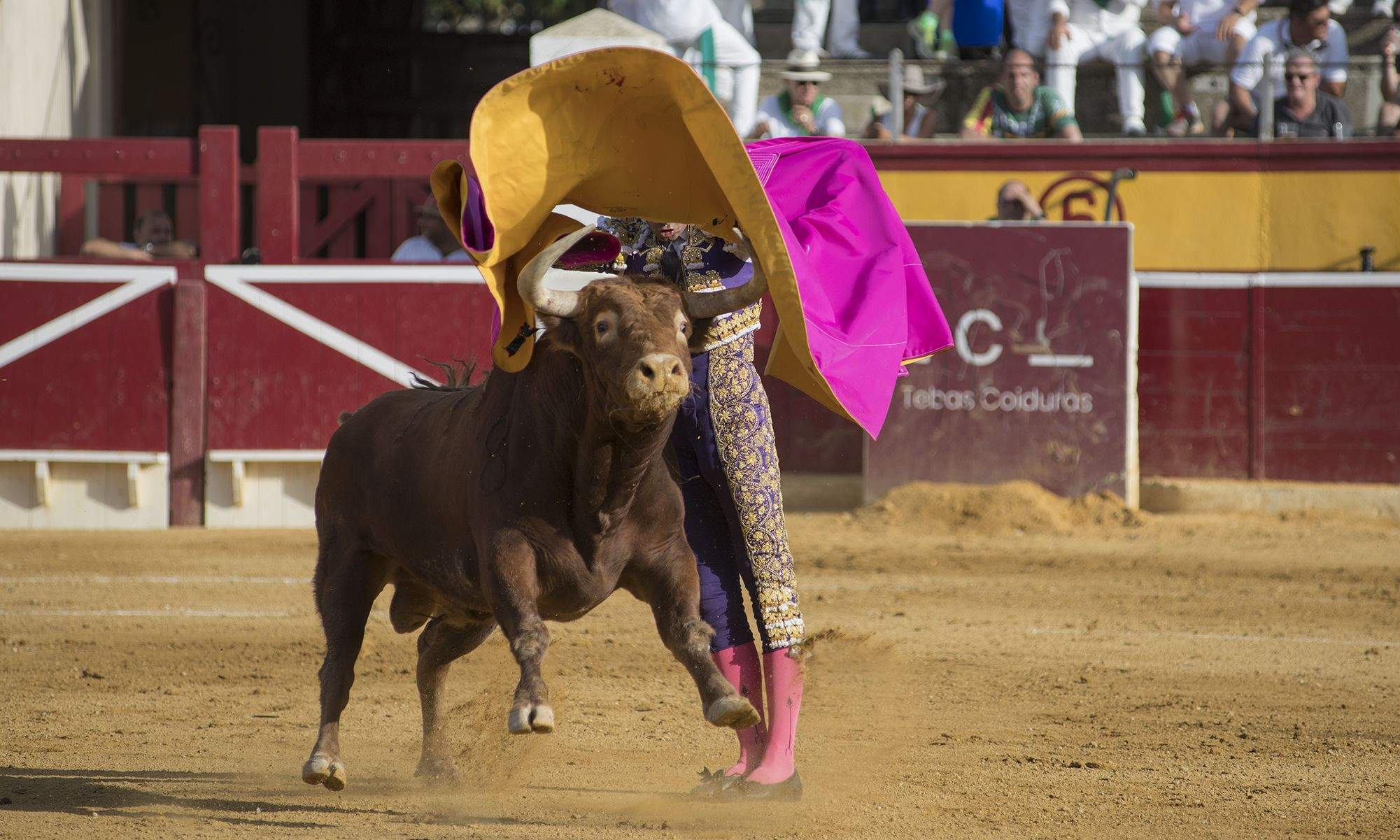 Perera, por tafalleras. Foto Jacques Valat 