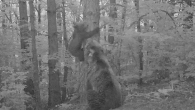 Imagen extraída de un vídeo de las cámaras de fototrampeo en las que se ve a Claverina y a su osezno, trepando por un árbol, durante la temporada pasada. Imagen extraída de un vídeo de las cámaras de fototrampeo en las que se ve a Claverina y a su osezno, trepando por un árbol, durante la temporada pasada.