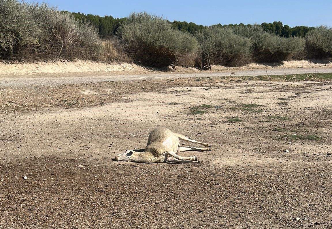 El lobo ataca en Torralba de Aragón y mata cinco ovejas