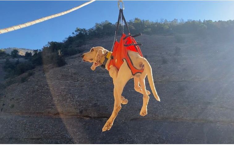 El perro enriscado en el barranco de Balcés fue secuestrado por el helicóptero de la Guardia Civil.