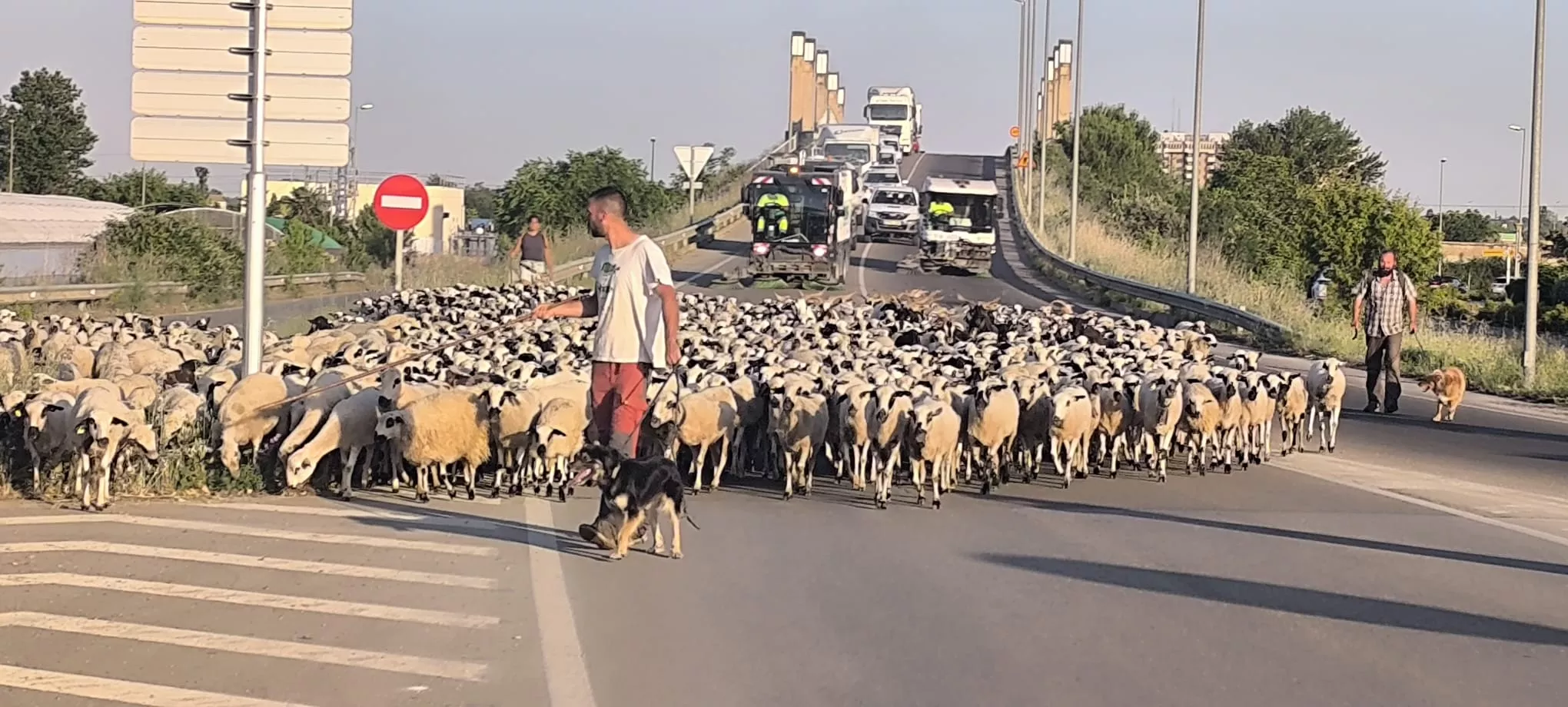 Paso de un rebaño de ovejas por Huesca hacia Asín de Broto. Foto Joaquín Santafé