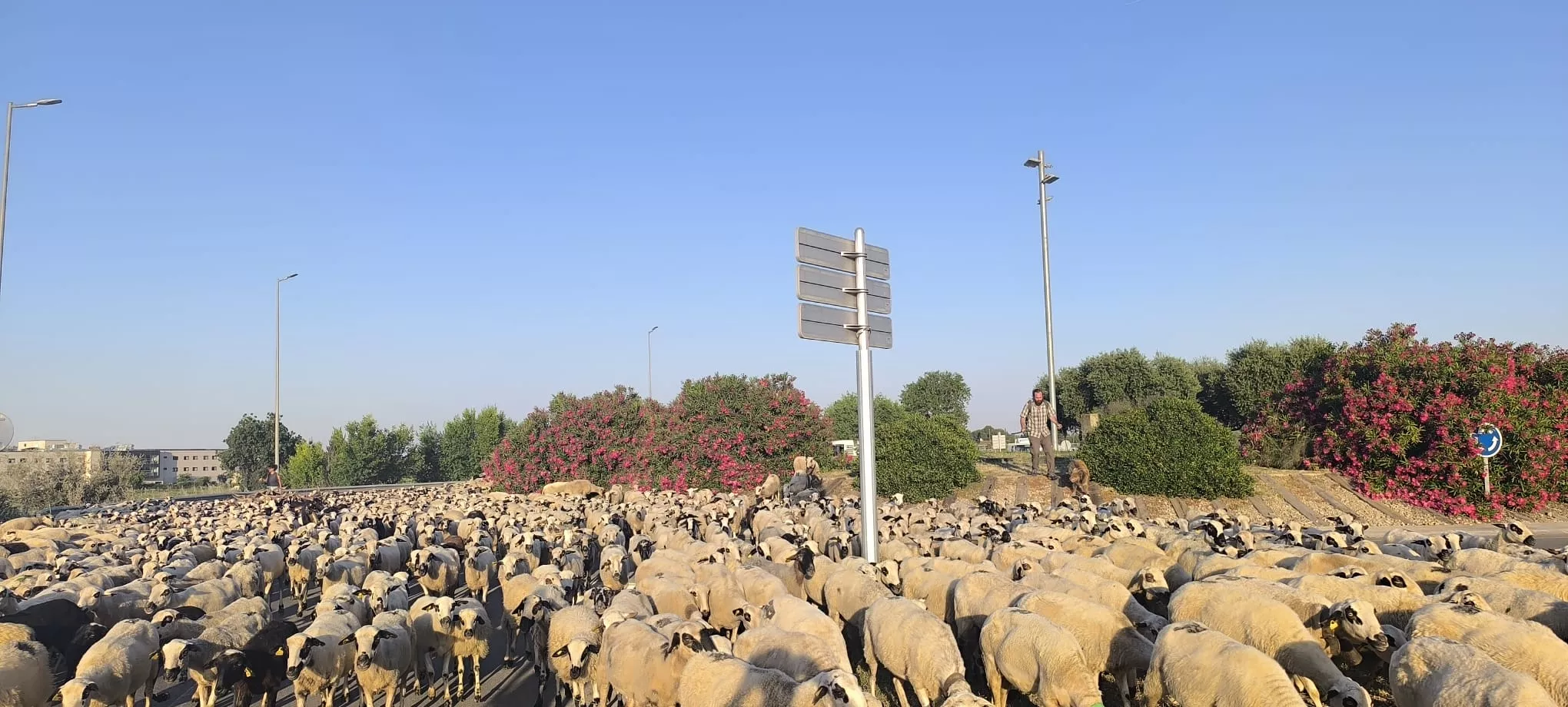 Paso de un rebaño de ovejas por Huesca hacia Asín de Broto. Foto Joaquín Santafé