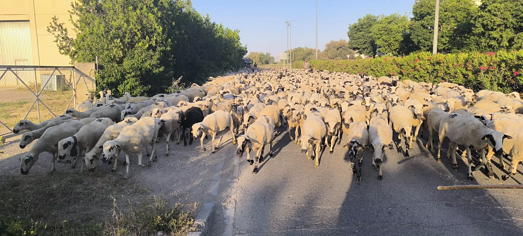 Paso de un rebaño de ovejas por Huesca hacia Asín de Broto. Foto Joaquín Santafé