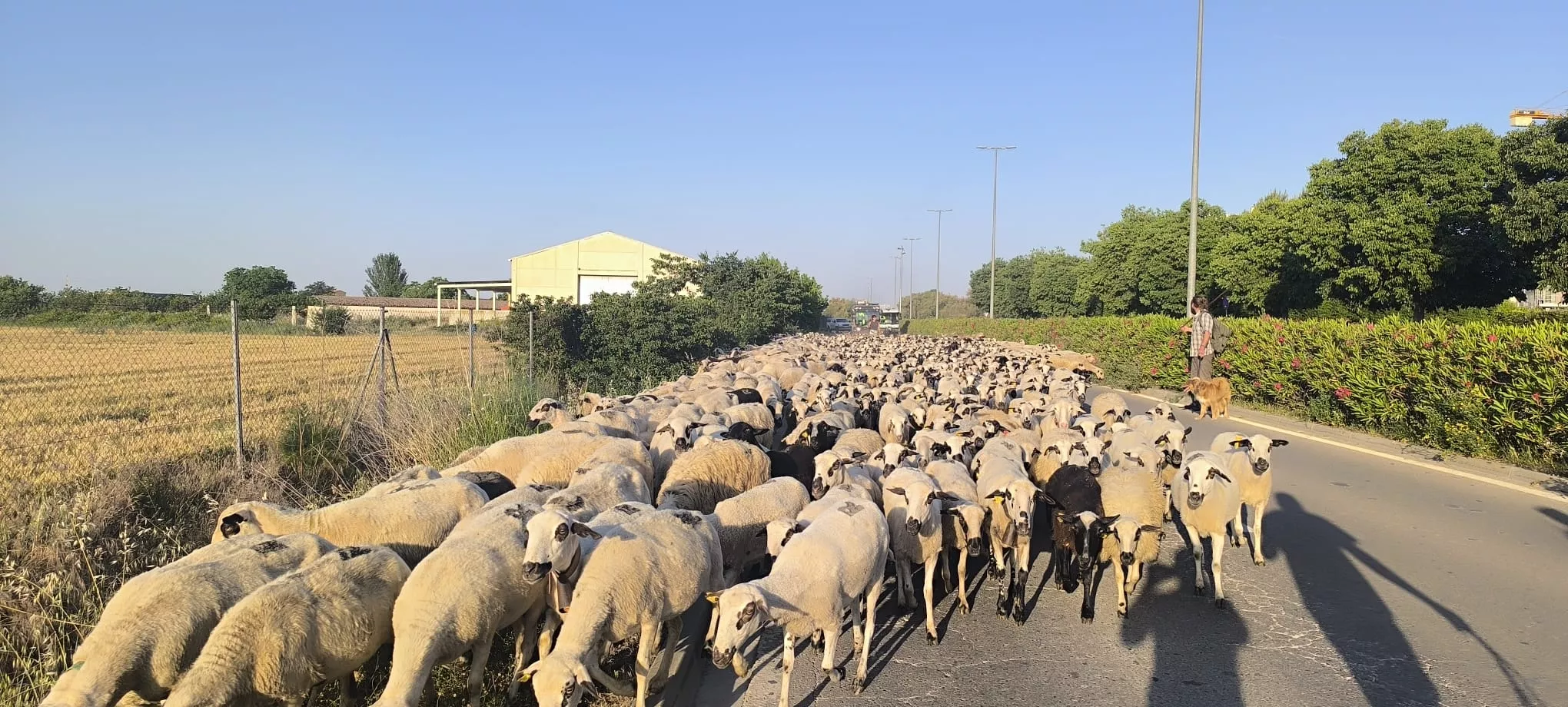 Paso de un rebaño de ovejas por Huesca hacia Asín de Broto. Foto Joaquín Santafé