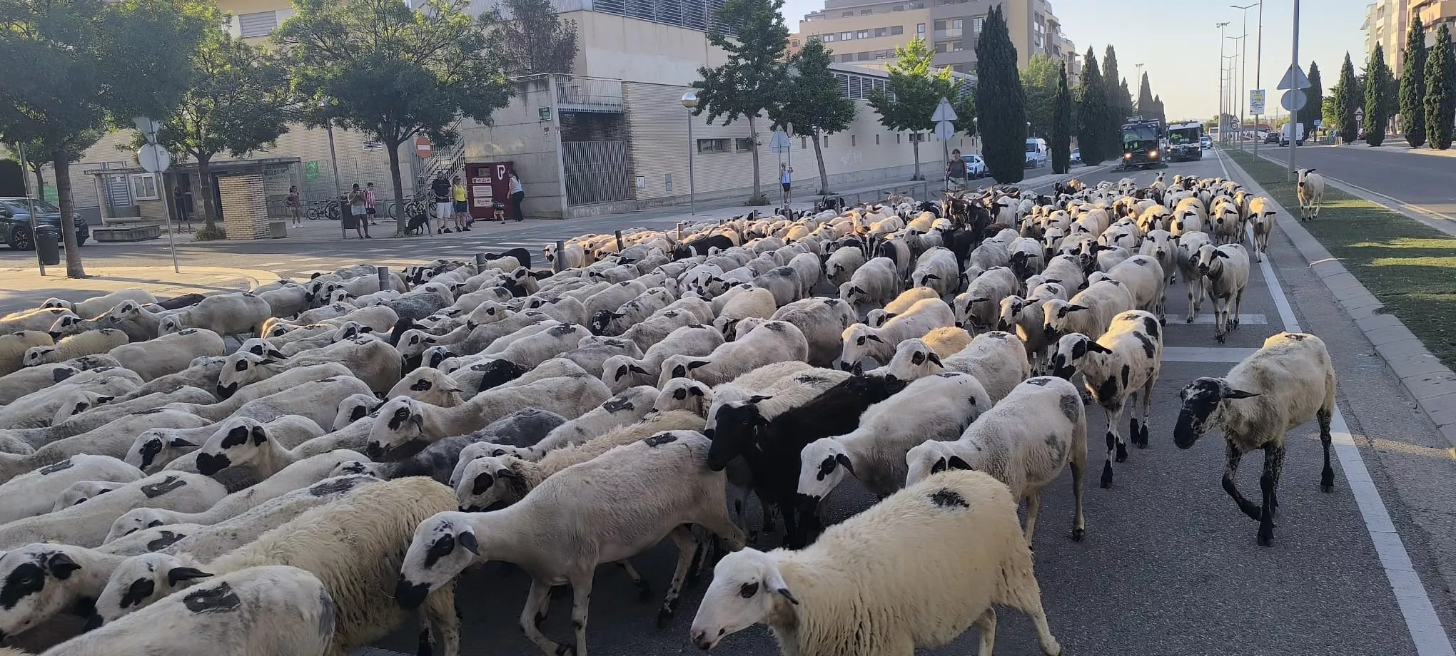 Paso de un rebaño de ovejas por Huesca hacia Asín de Broto. Foto Joaquín Santafé