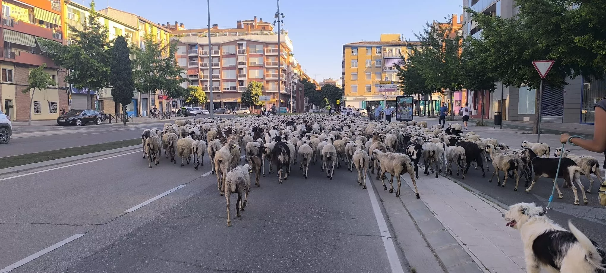 Paso de un rebaño de ovejas por Huesca hacia Asín de Broto. Foto Joaquín Santafé