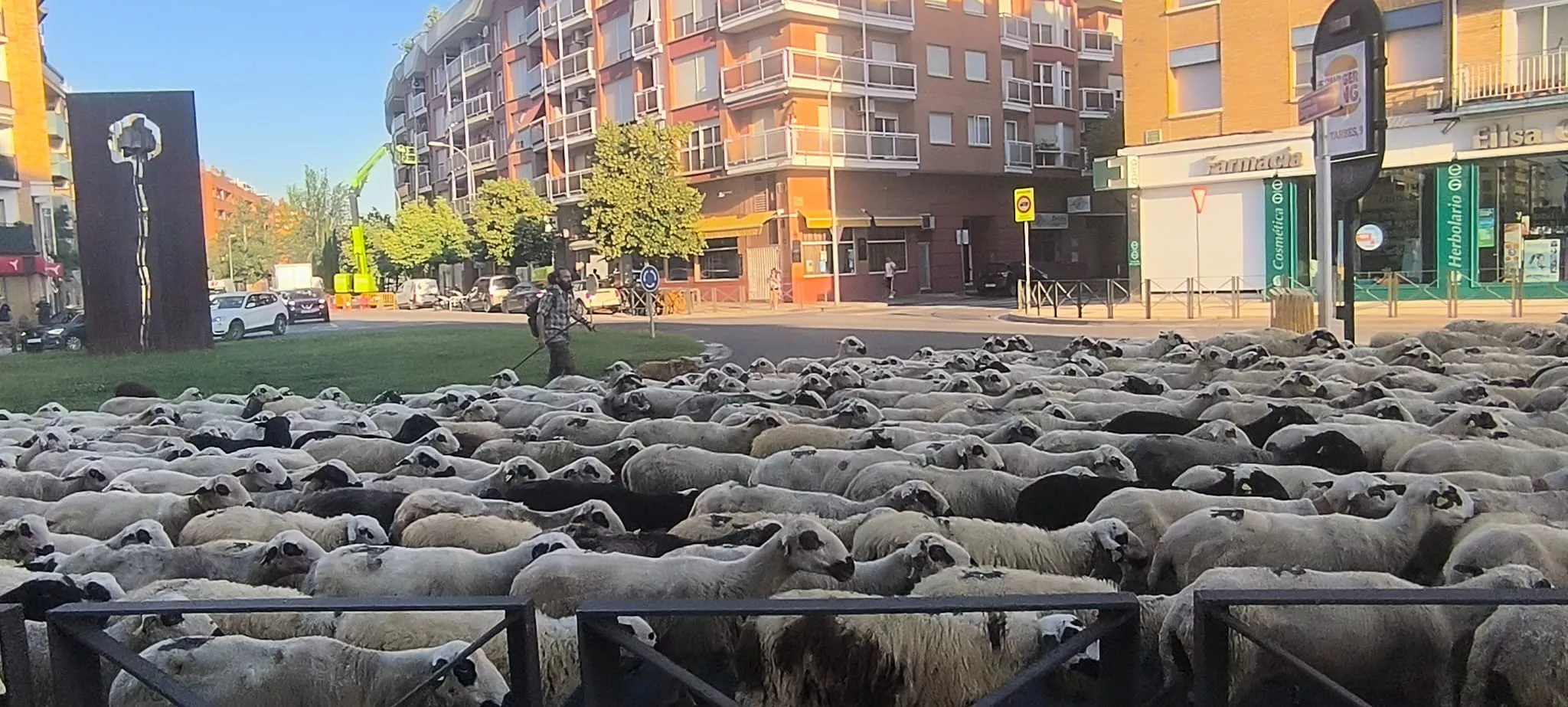 Paso de un rebaño de ovejas por Huesca hacia Asín de Broto. Foto Joaquín Santafé