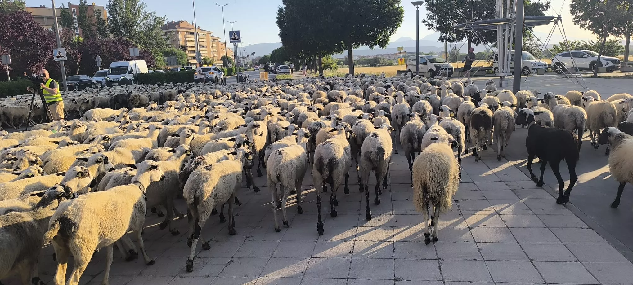 Paso de un rebaño de ovejas por Huesca hacia Asín de Broto. Foto Joaquín Santafé