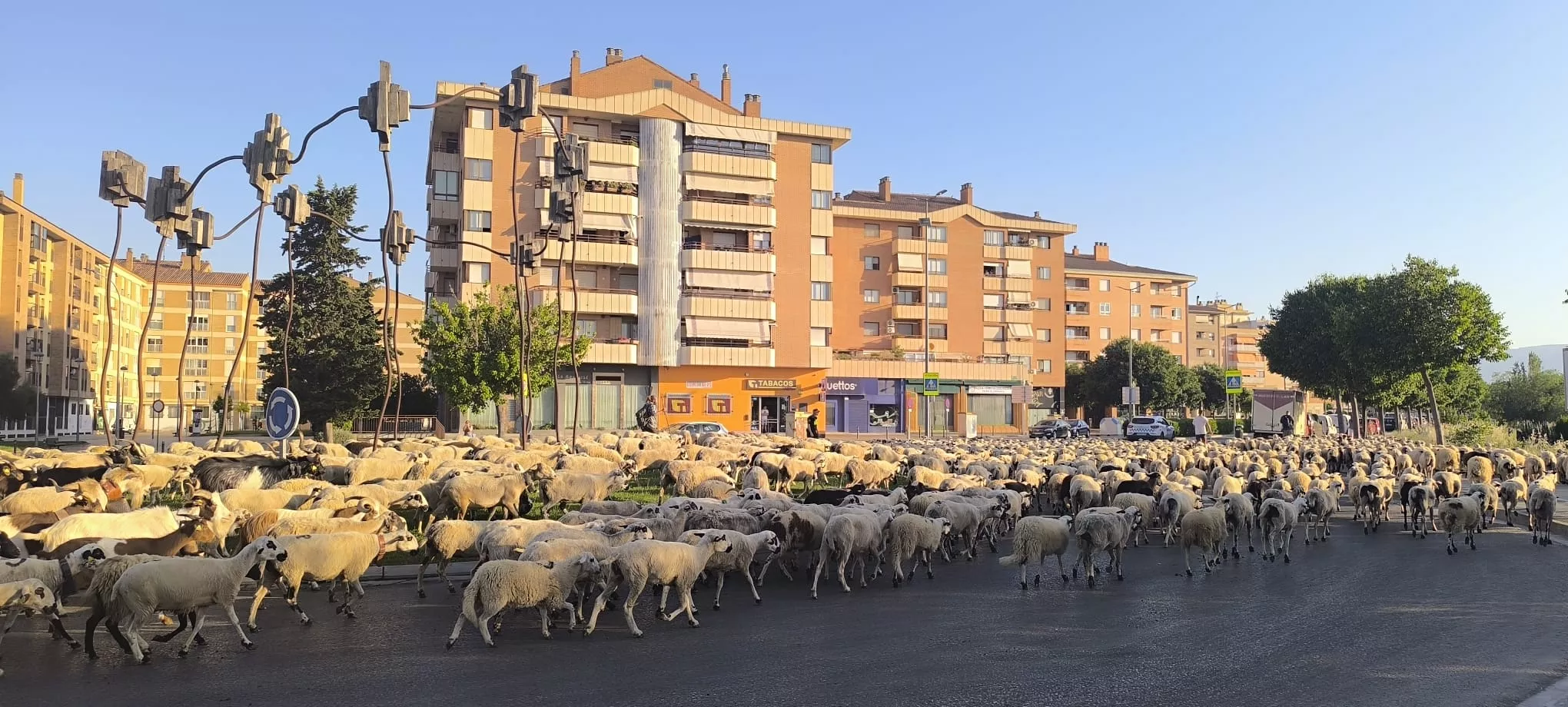 Paso de un rebaño de ovejas por Huesca hacia Asín de Broto. Foto Joaquín Santafé