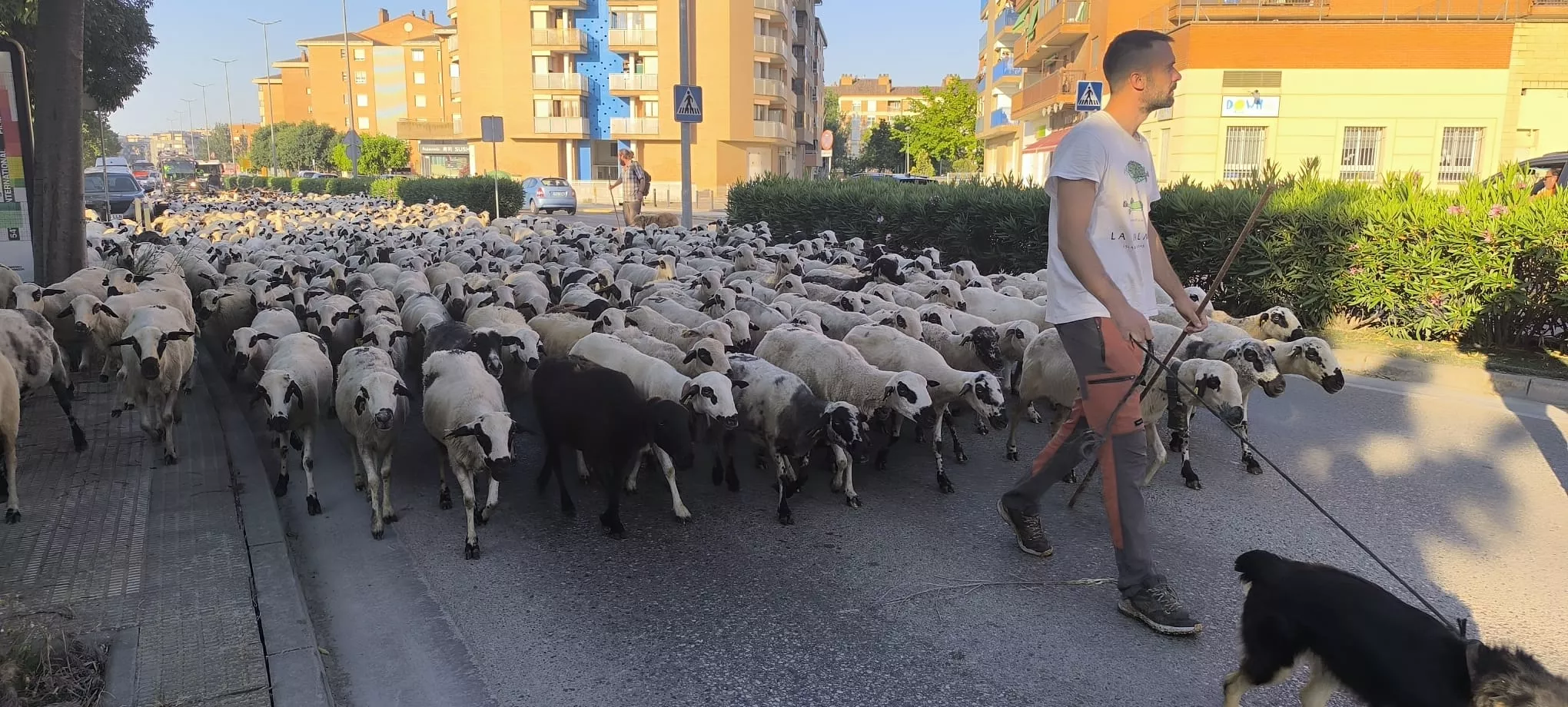 Paso de un rebaño de ovejas por Huesca hacia Asín de Broto. Foto Joaquín Santafé