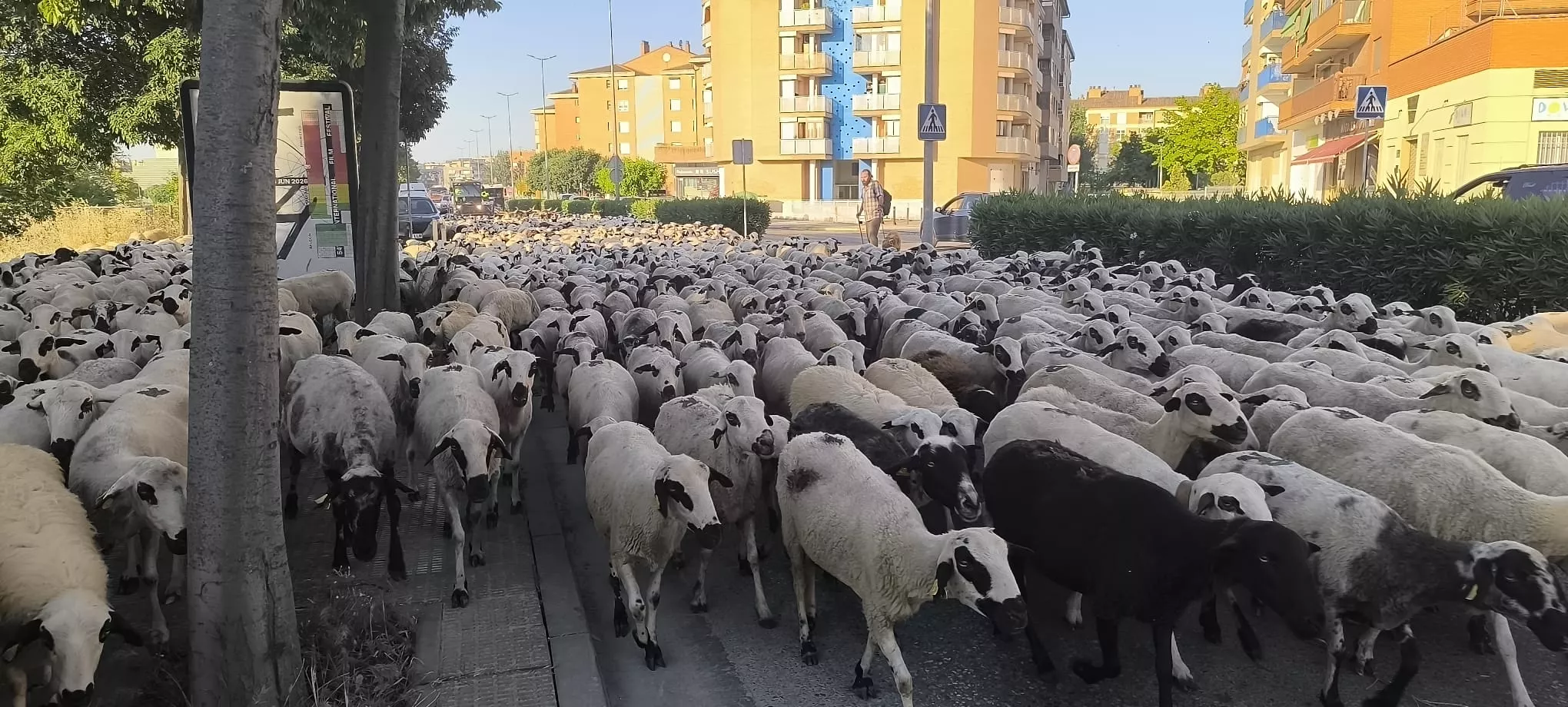 Paso de un rebaño de ovejas por Huesca hacia Asín de Broto. Foto Joaquín Santafé
