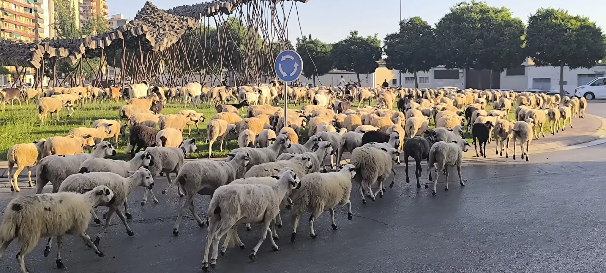 Paso de un rebaño de ovejas por Huesca hacia Asín de Broto. Foto Joaquín Santafé