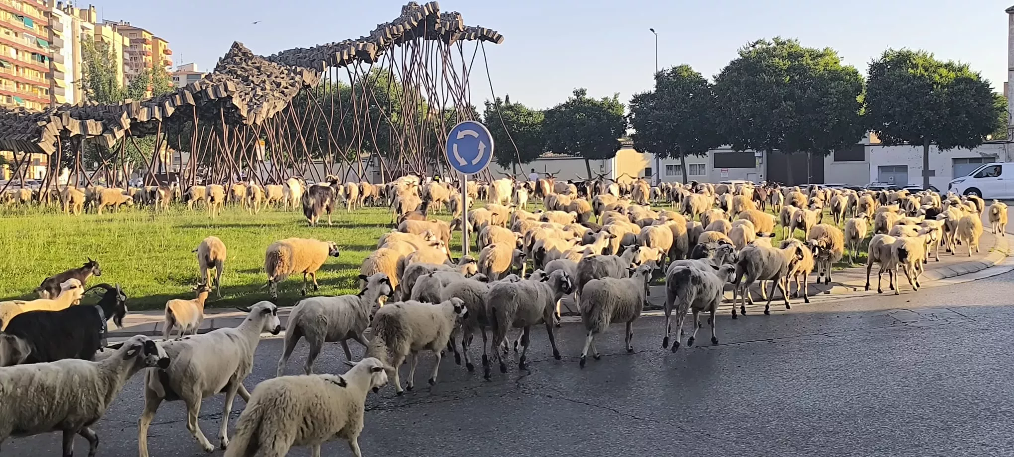 Paso de un rebaño de ovejas por Huesca hacia Asín de Broto. Foto Joaquín Santafé