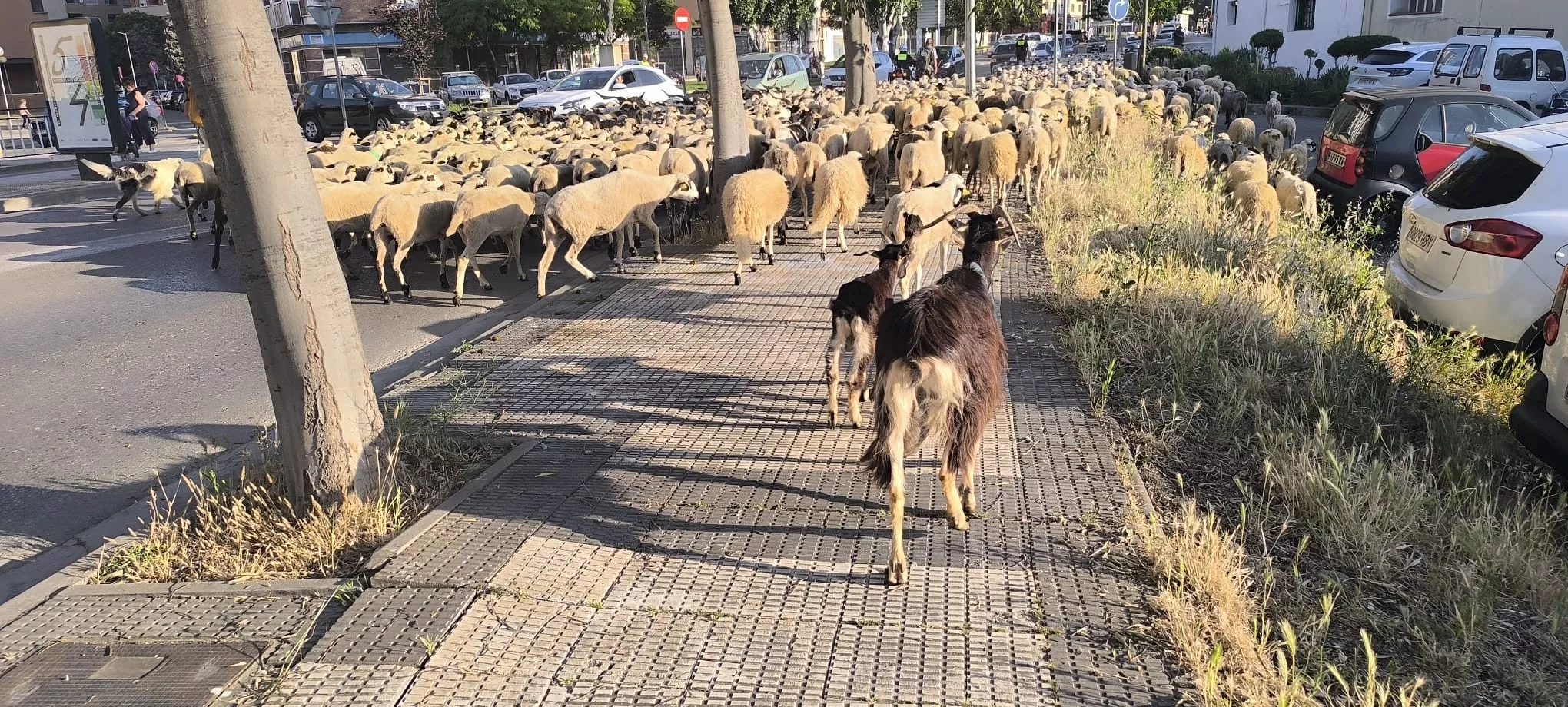 Paso de un rebaño de ovejas por Huesca hacia Asín de Broto. Foto Joaquín Santafé