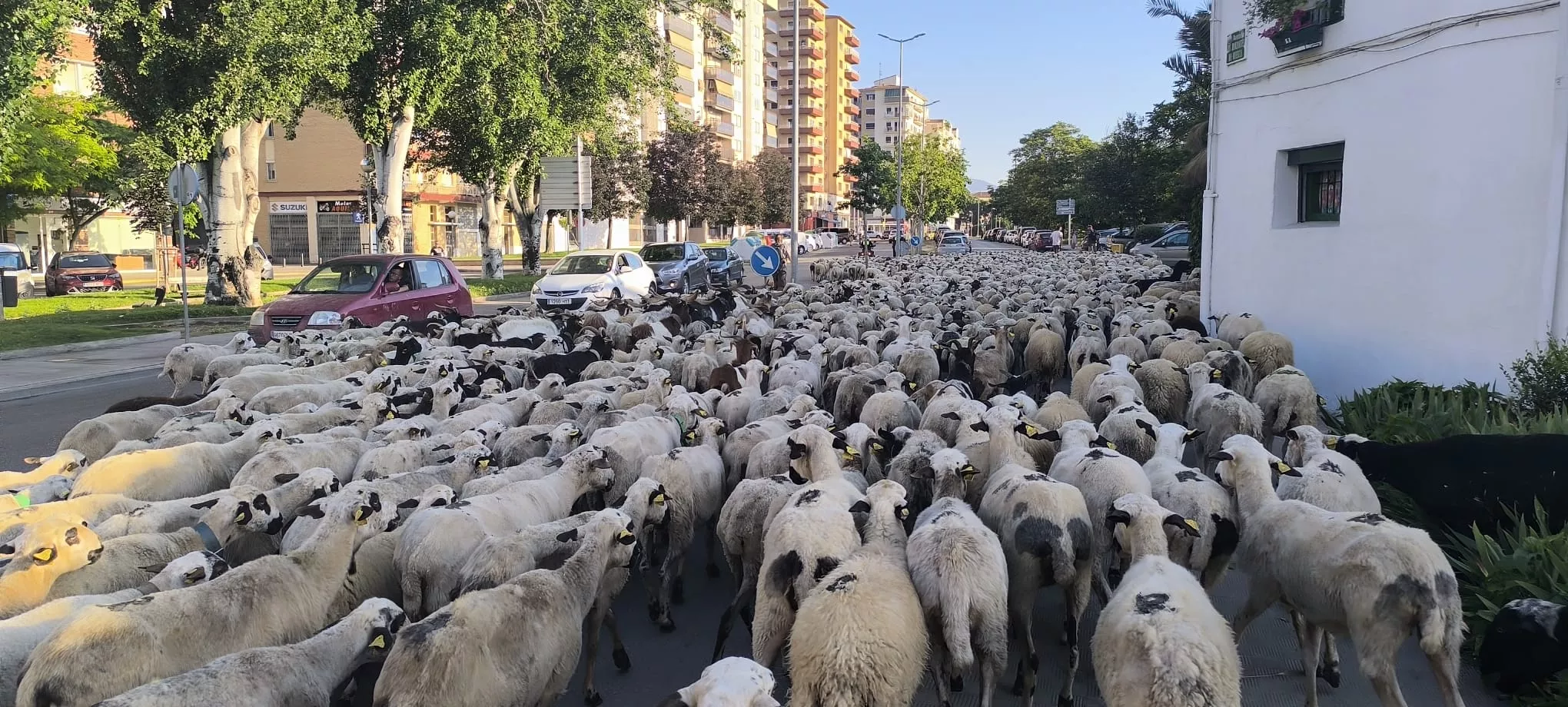 Paso de un rebaño de ovejas por Huesca hacia Asín de Broto. Foto Joaquín Santafé