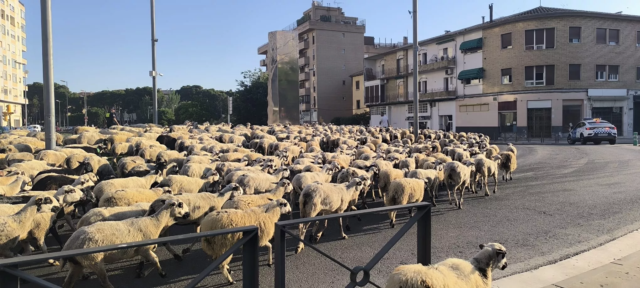 Paso de un rebaño de ovejas por Huesca hacia Asín de Broto. Foto Joaquín Santafé