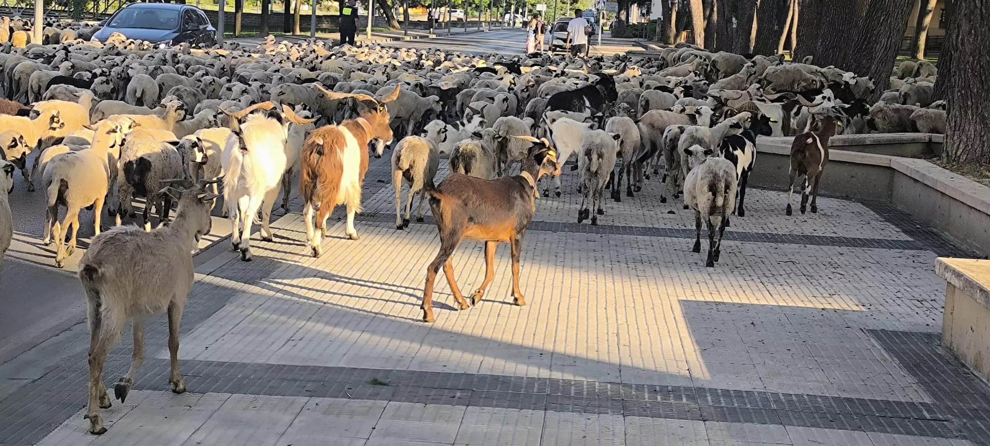 Paso de un rebaño de ovejas por Huesca hacia Asín de Broto. Foto Joaquín Santafé