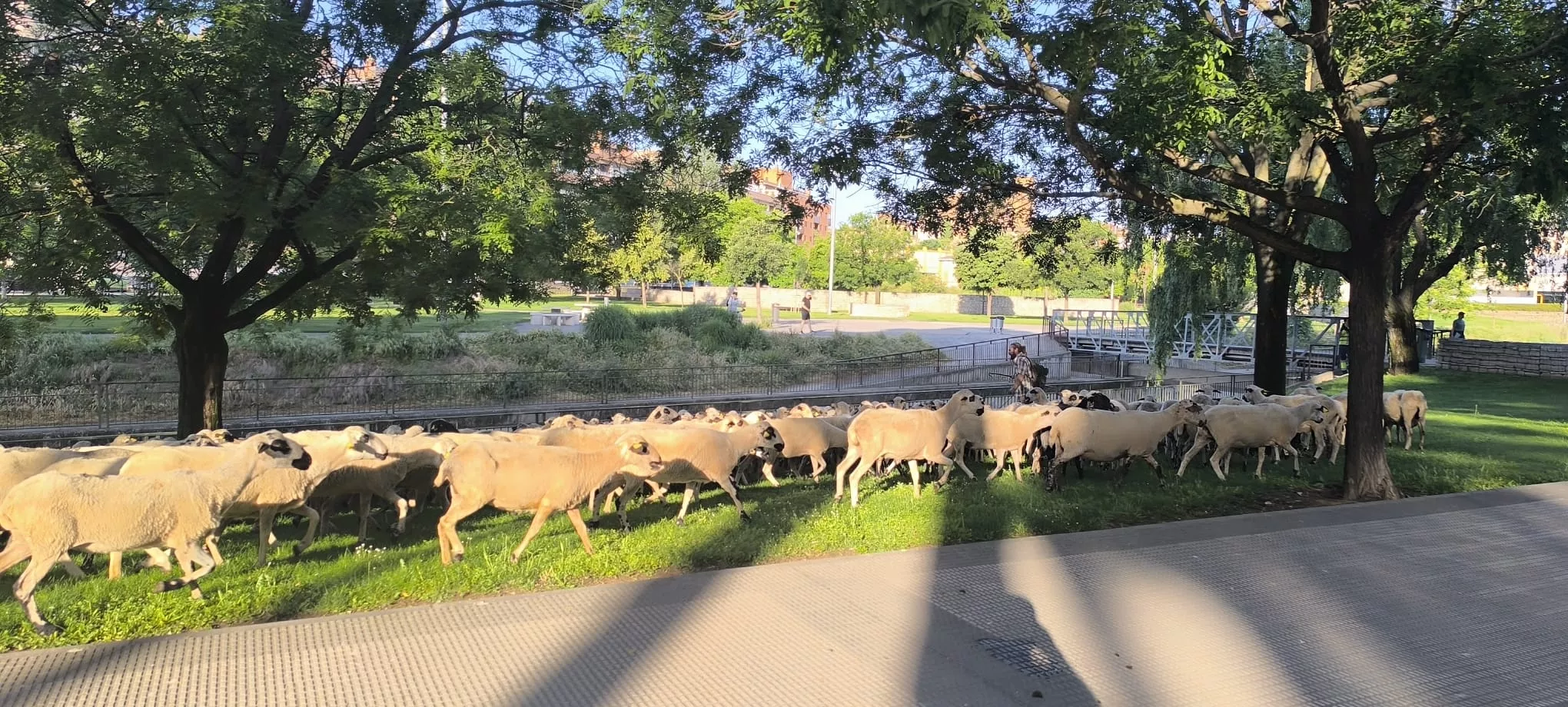 Paso de un rebaño de ovejas por Huesca hacia Asín de Broto. Foto Joaquín Santafé