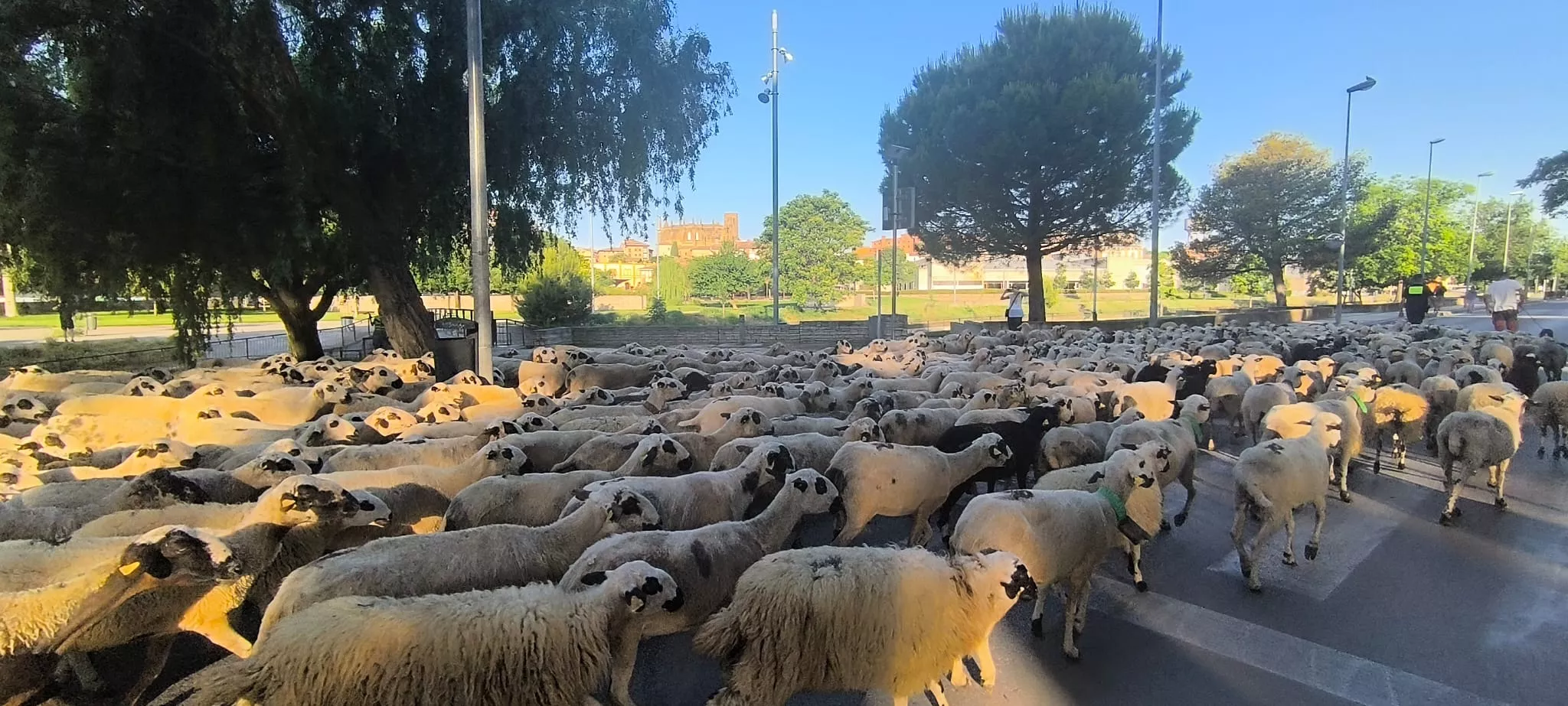 Paso de un rebaño de ovejas por Huesca hacia Asín de Broto. Foto Joaquín Santafé