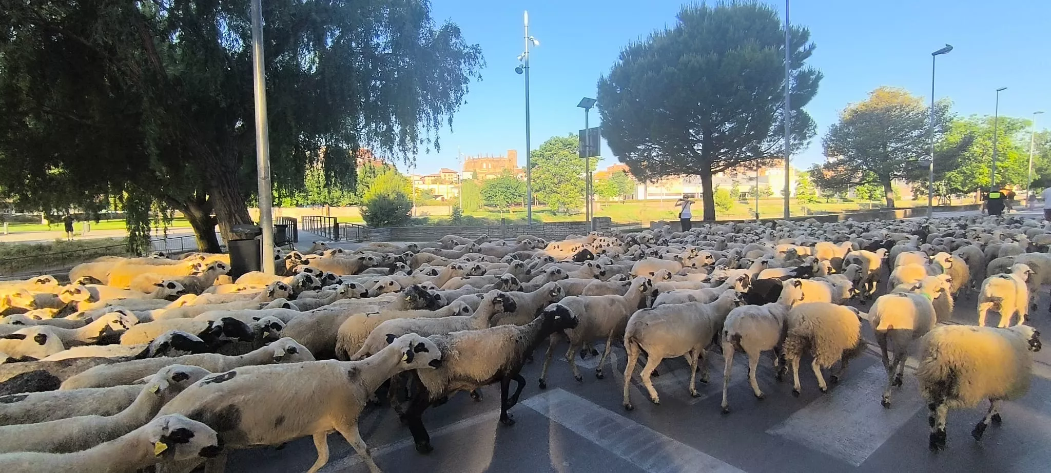 Paso de un rebaño de ovejas por Huesca hacia Asín de Broto. Foto Joaquín Santafé