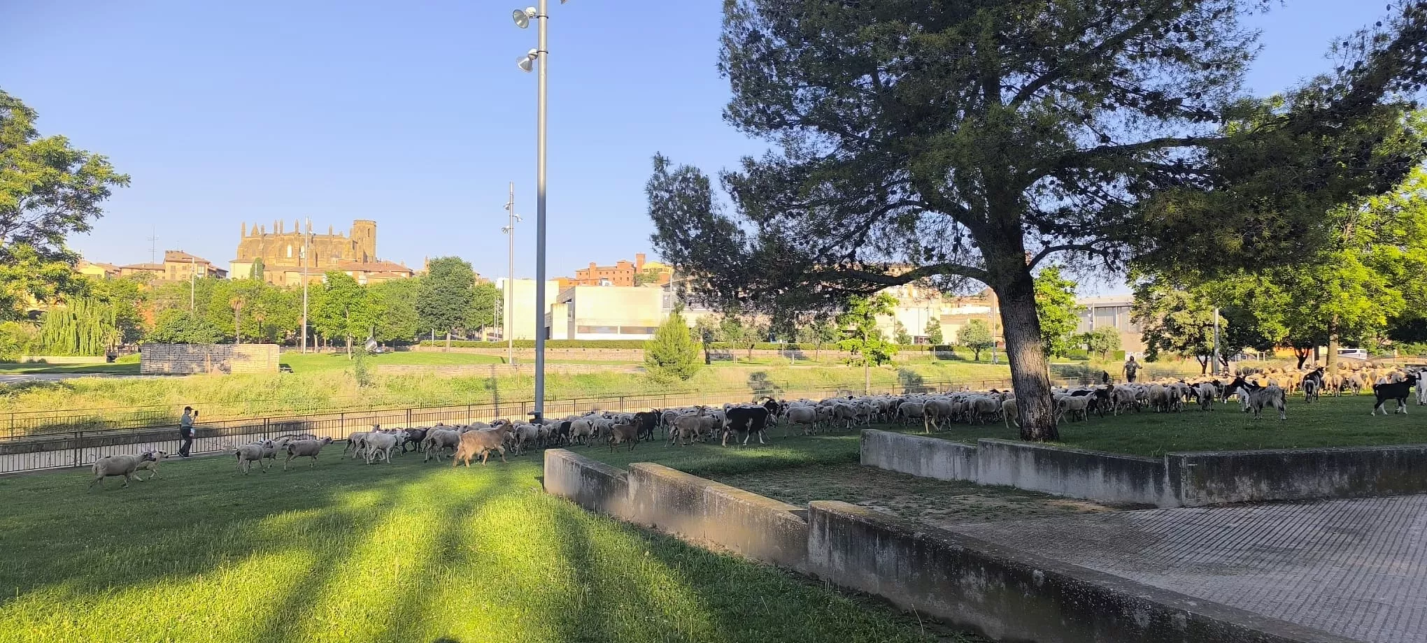 Paso de un rebaño de ovejas por Huesca hacia Asín de Broto. Foto Joaquín Santafé