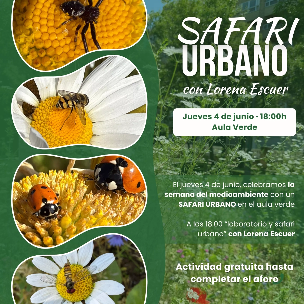 Safari urbano Safari urbano
