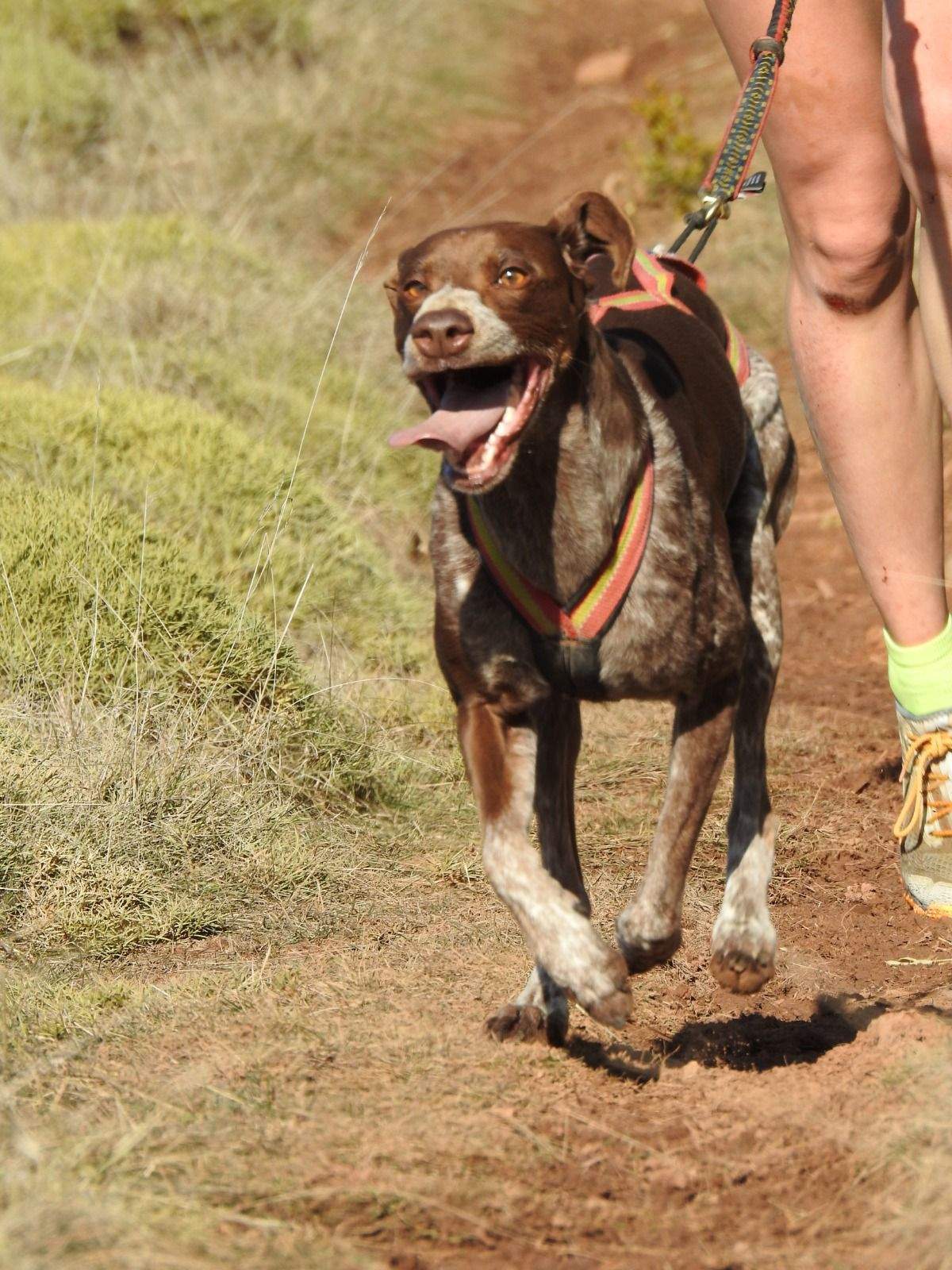 Imágenes del Xtrem Canicross de Arguis 