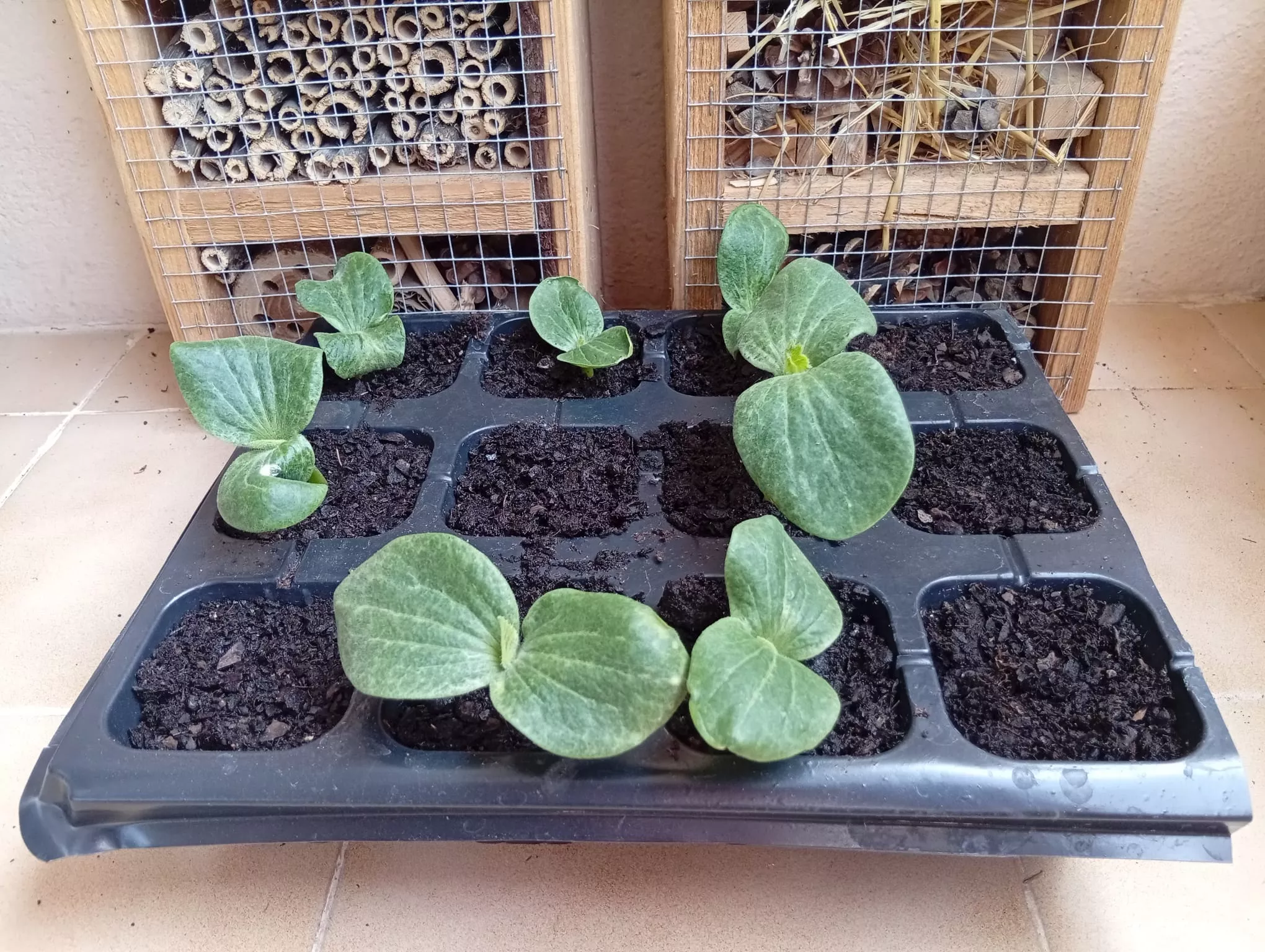 Plantas germinadas de Francisco Bescós entregadas a Ismael Ferrer