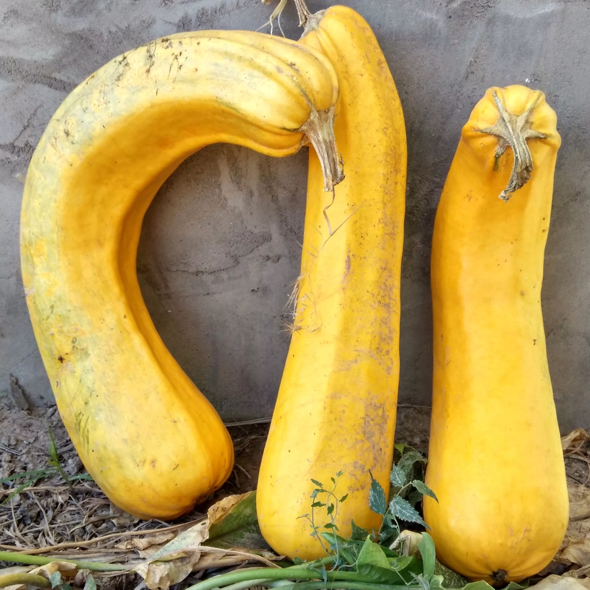Calabaza amarilla de Panzano