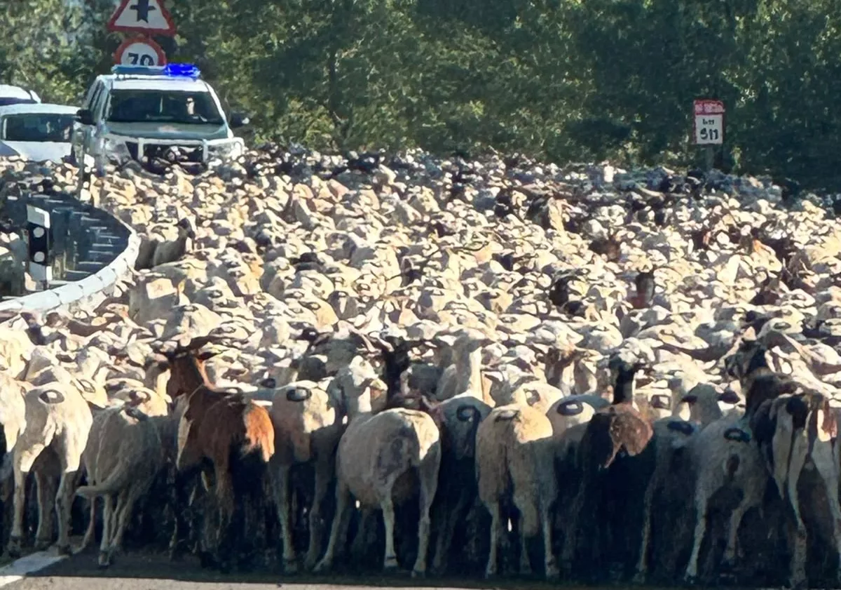 El rebaño en la carretera de Biescas. Foto Iván Bordonada