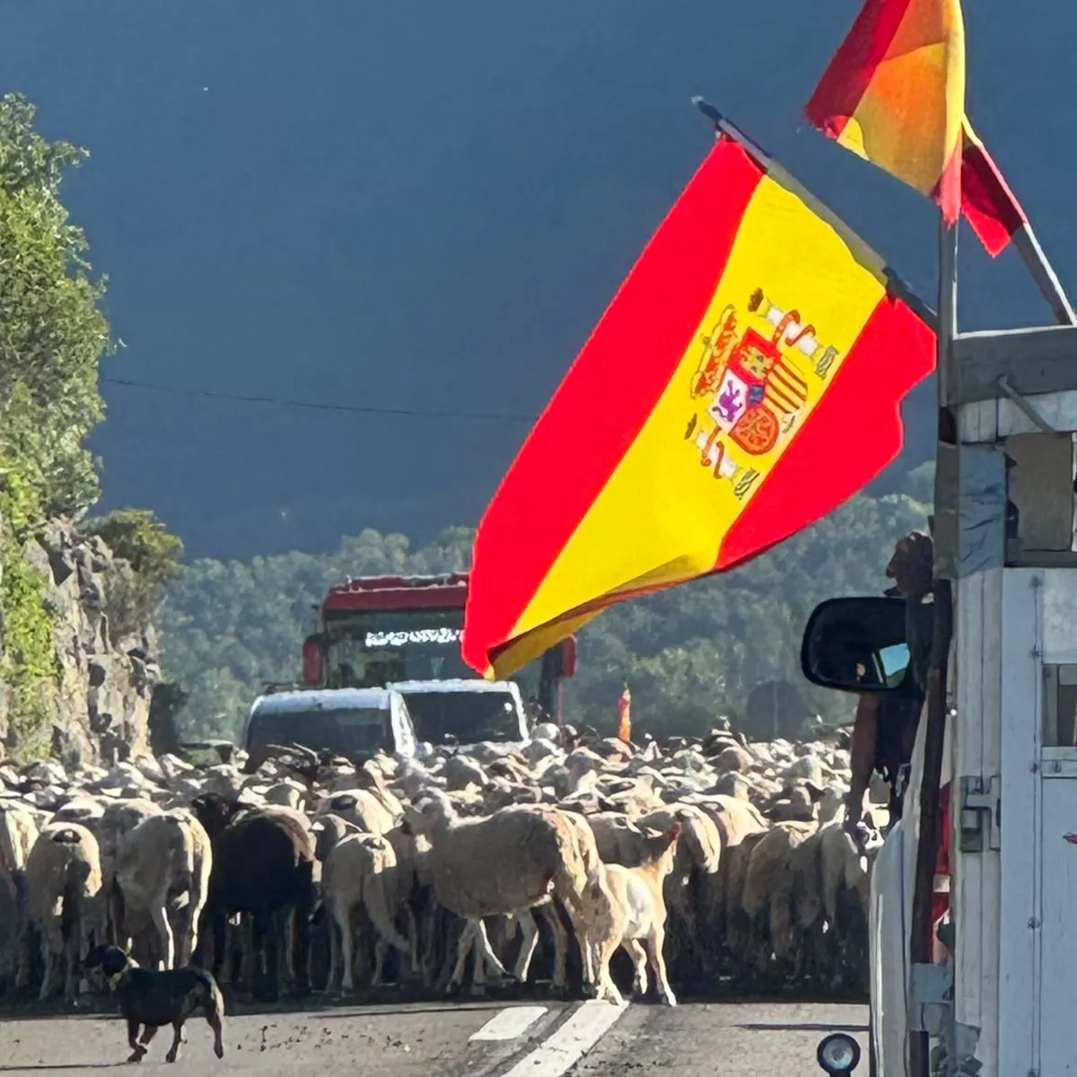 El rebaño y los conductores con toda la tranquilidad... y paciencia El rebaño y los conductores con toda la tranquilidad... y paciencia